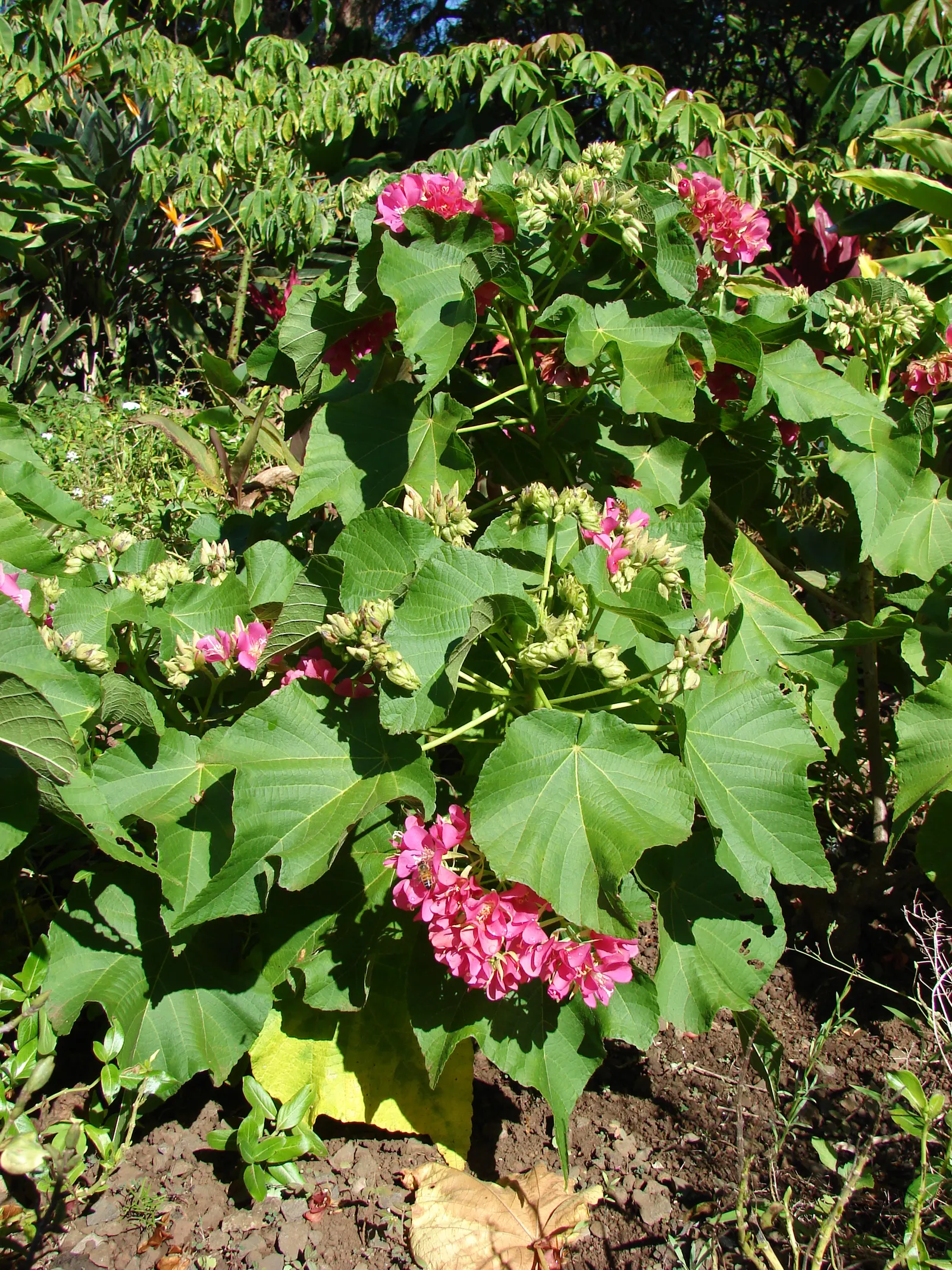 Pink Ball Tree (Dombeya Wallichii) — each about 1 inch in diameter; adding a touch of tropical elegance to the garden setting, image 54