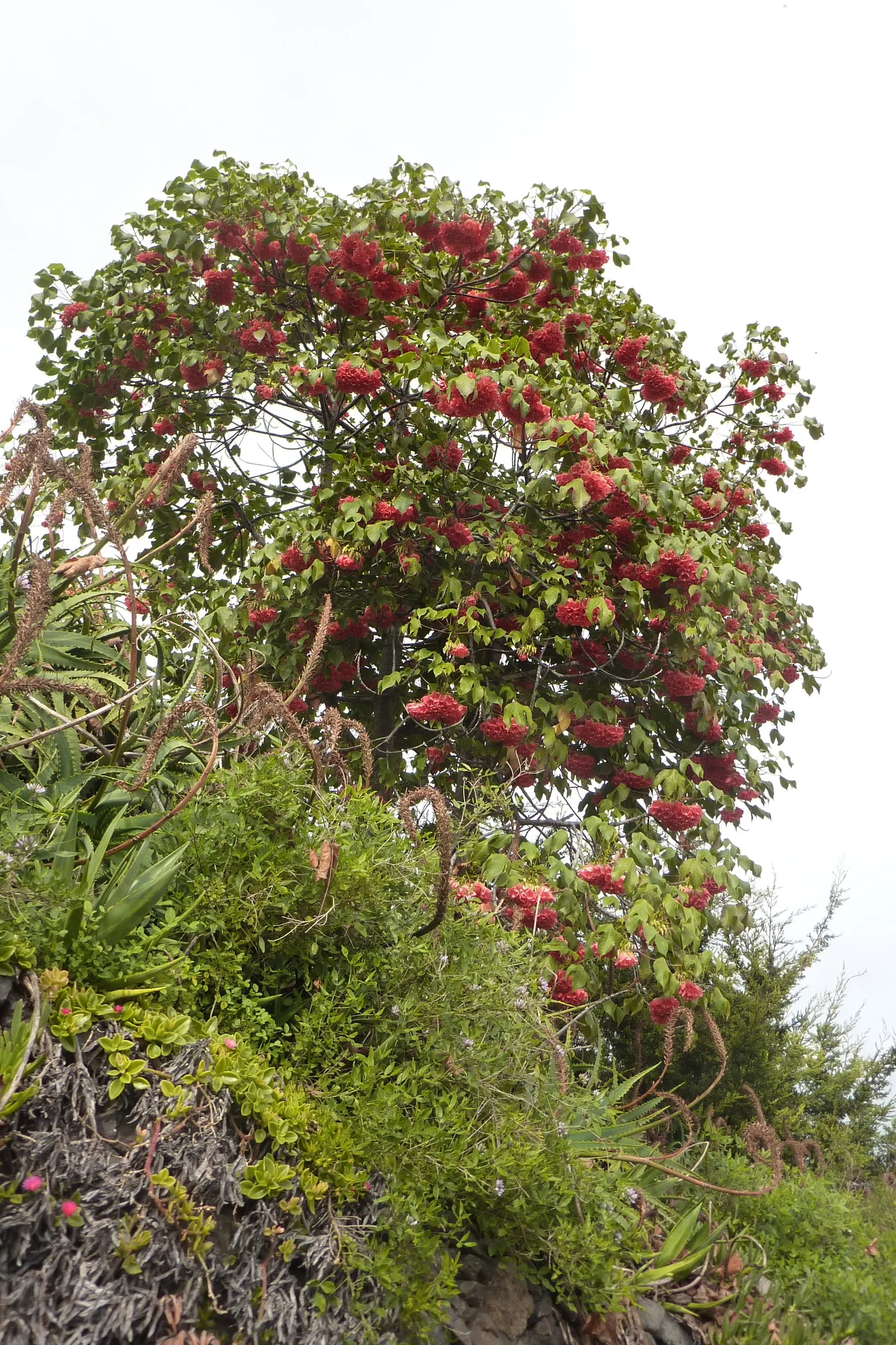 Pink Ball Tree (Dombeya Wallichii) — These leaves are a deep green hue that contrasts beautifully against the showy clusters of flowers