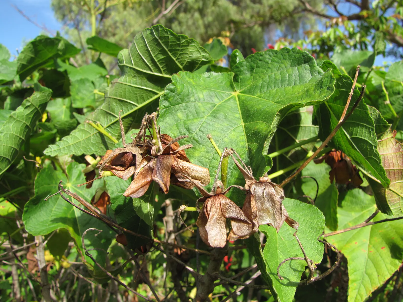 Pink Ball Tree (Dombeya Wallichii) — commonly referred to as the Pink Ball Tree; this specimen demands full sun to partial shade and thrives in, image 70