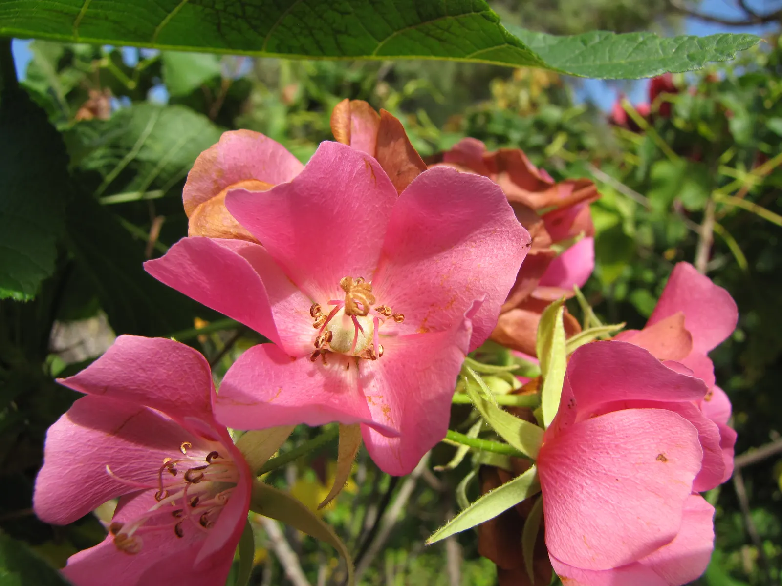 Pink Ball Tree (Dombeya Wallichii) — adding a touch of tropical elegance to the garden setting, image 81