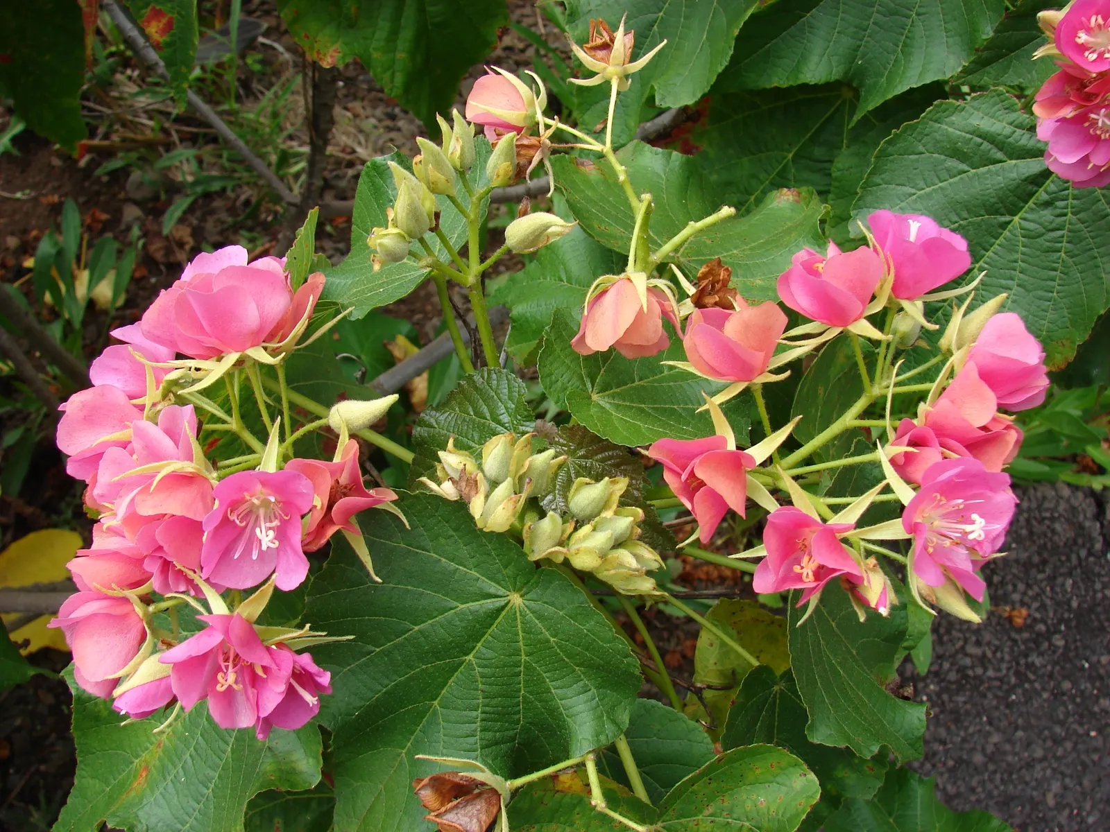 Pink Ball Tree (Dombeya Wallichii) — though it requires well-drained soil to flourish; adding a touch of tropical elegance to the garden setting, image 48