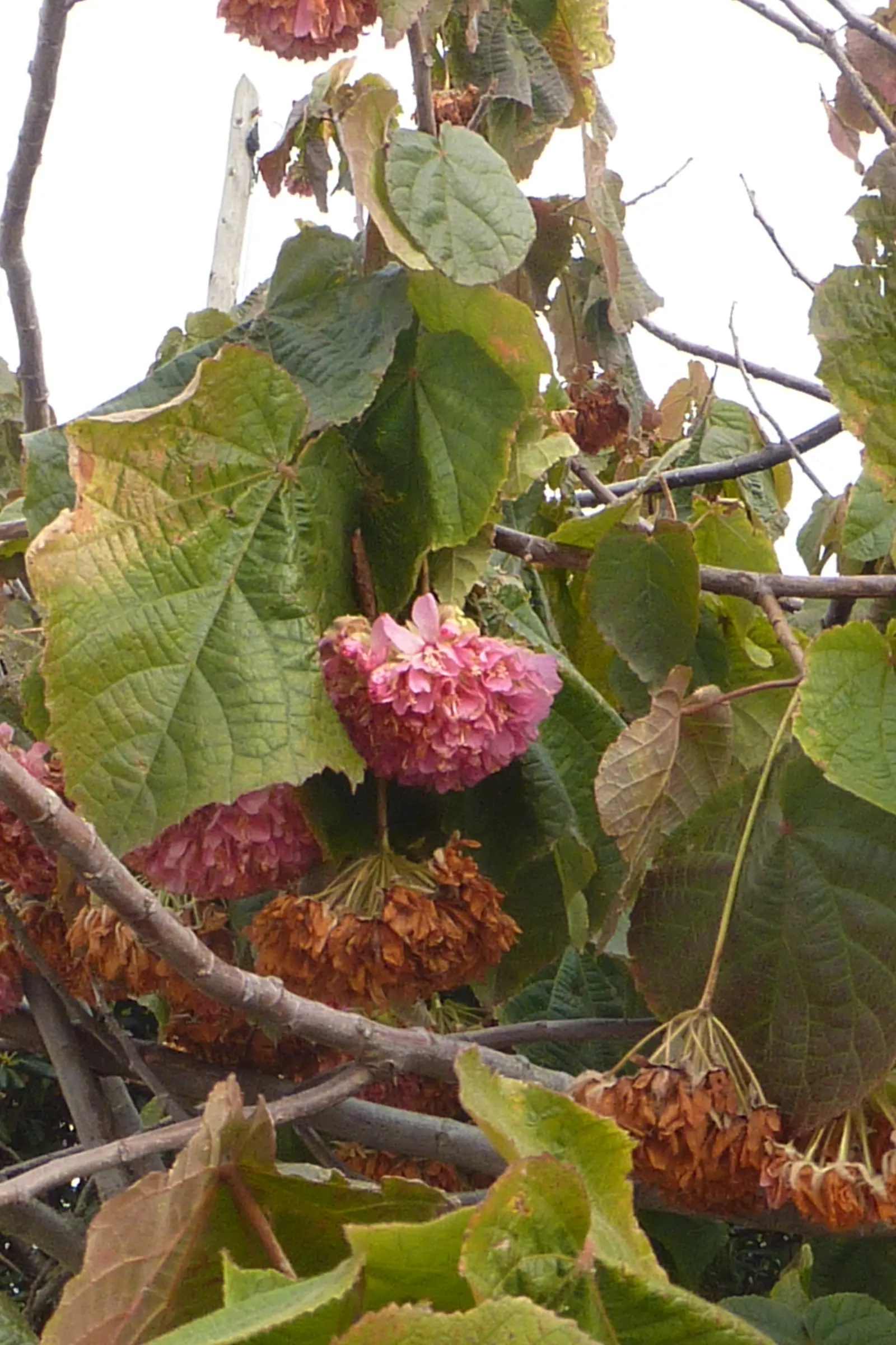 Pink Ball Tree (Dombeya Wallichii) — each about 1 inch in diameter