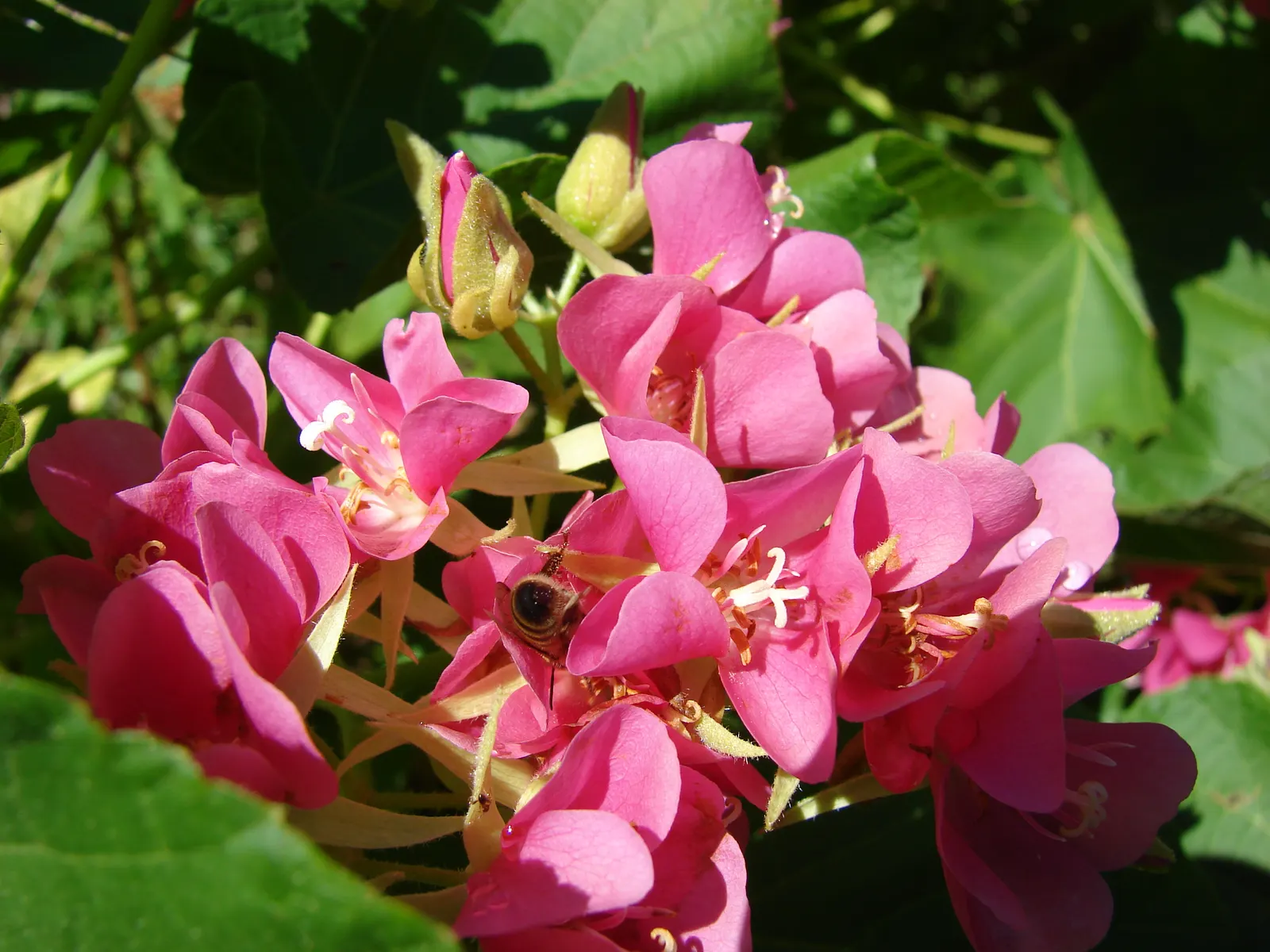 Pink Ball Tree (Dombeya Wallichii) — It's ideal for creating focal points in gardens due to its striking flowers and pleasant fragrance; these, image 68