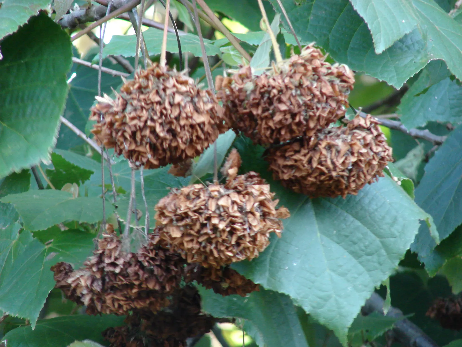Pink Ball Tree (Dombeya Wallichii) — tree for full or half; adding a touch of tropical elegance to the garden setting, image 84