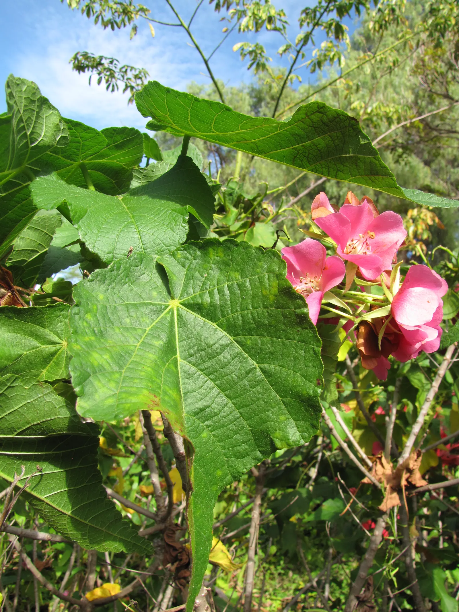 Pink Ball Tree (Dombeya Wallichii) — This specimen demands full sun to partial shade and thrives in USDA zones 9-11, image 67