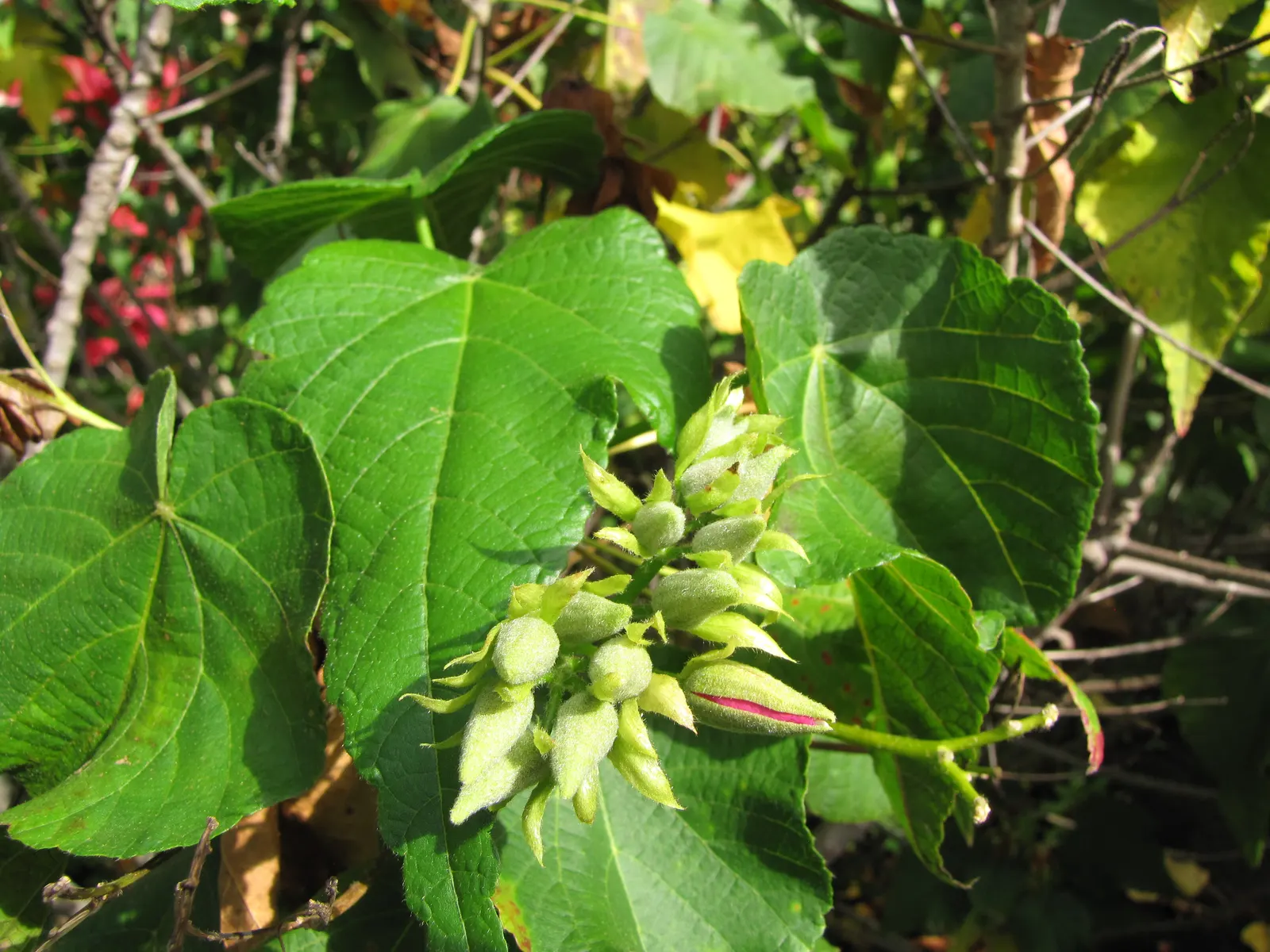 Pink Ball Tree (Dombeya Wallichii) — each about 1 inch in diameter; adding a touch of tropical elegance to the garden setting, image 75