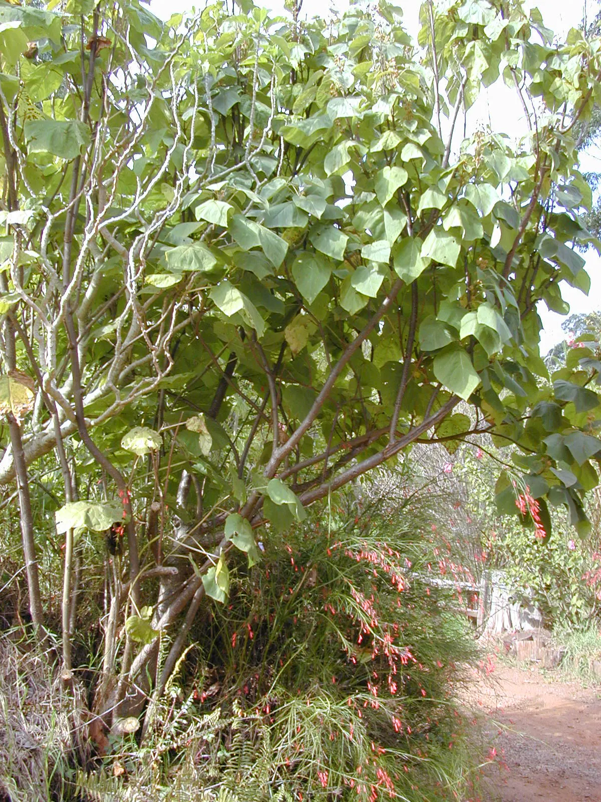 Pink Ball Tree (Dombeya Wallichii) — It's ideal for creating focal points in gardens due to its striking flowers and pleasant fragrance; these, image 89