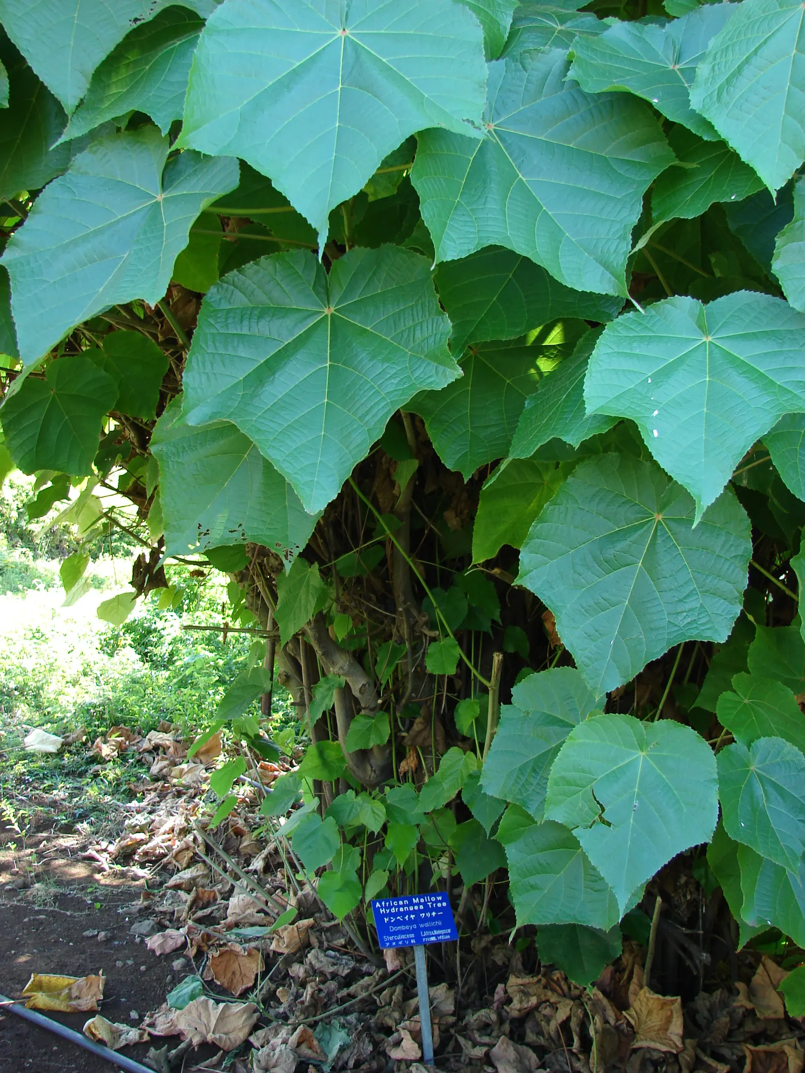 Pink Ball Tree (Dombeya Wallichii) — the Dombeya wallichii should be given space to flourish and not be crowded by other large plants; this, image 79