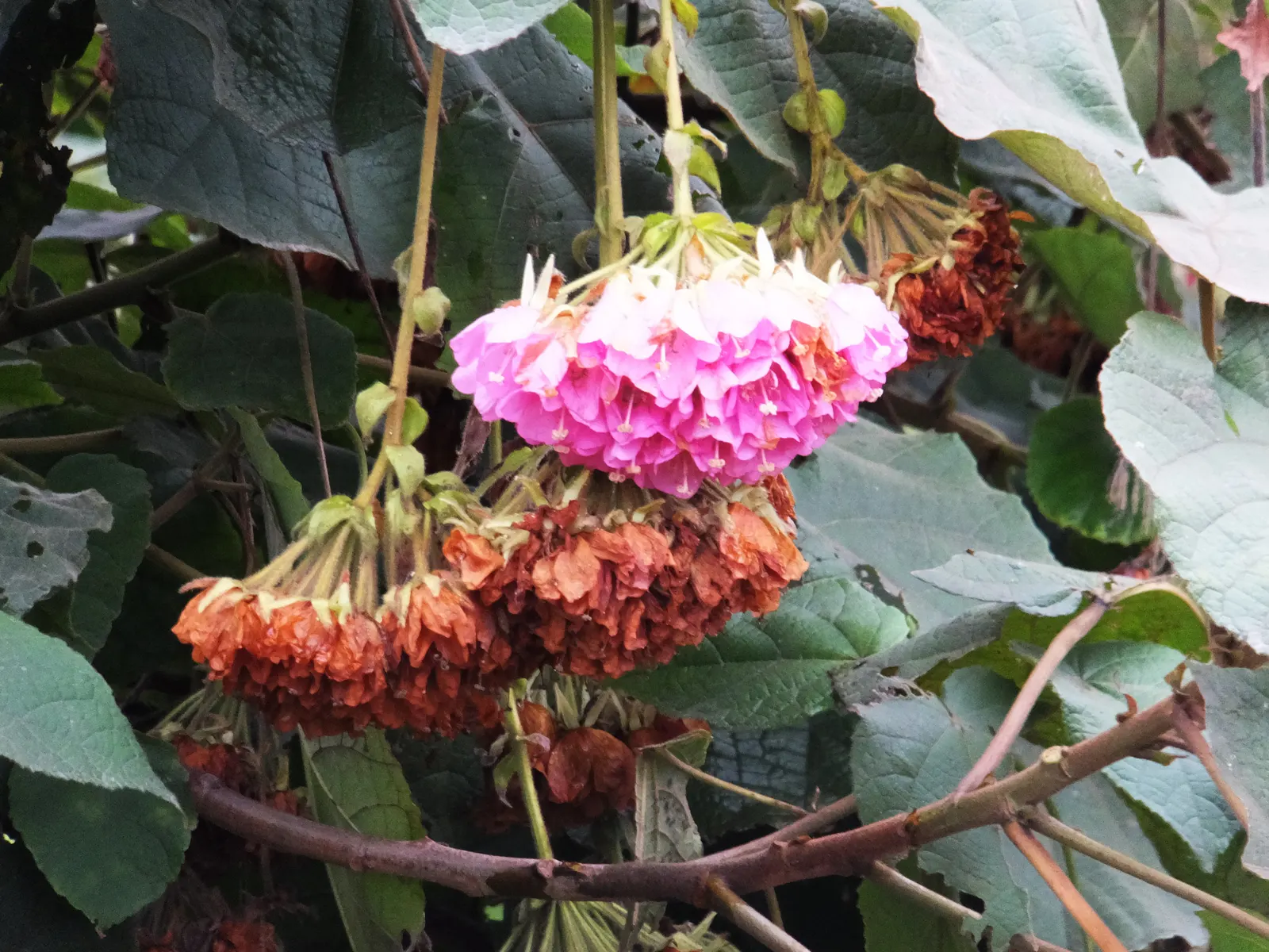 Pink Ball Tree (Dombeya Wallichii) — though it requires well-drained soil to flourish; adding a touch of tropical elegance to the garden setting, image 90