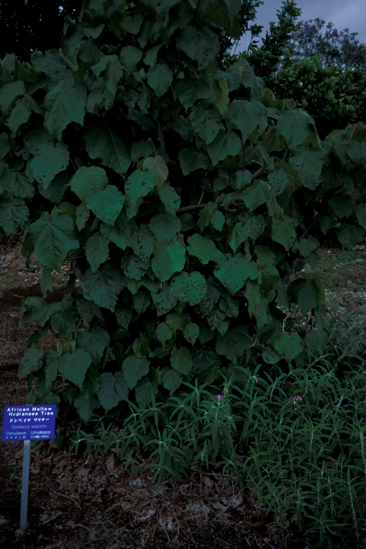 Pink Ball Tree (Dombeya Wallichii) — rounded silhouette when mature.<br><br>The foliage boasts broad; adding a touch of tropical elegance to the, image 72