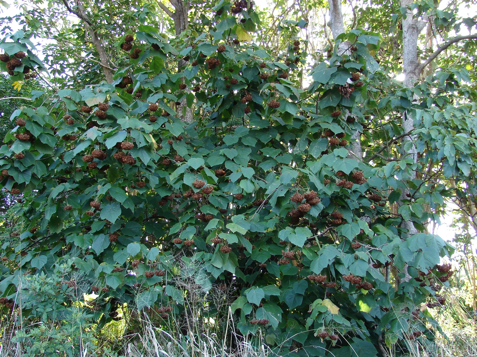 Pink Ball Tree (Dombeya Wallichii) — This specimen demands full sun to partial shade and thrives in USDA zones 9-11, image 88