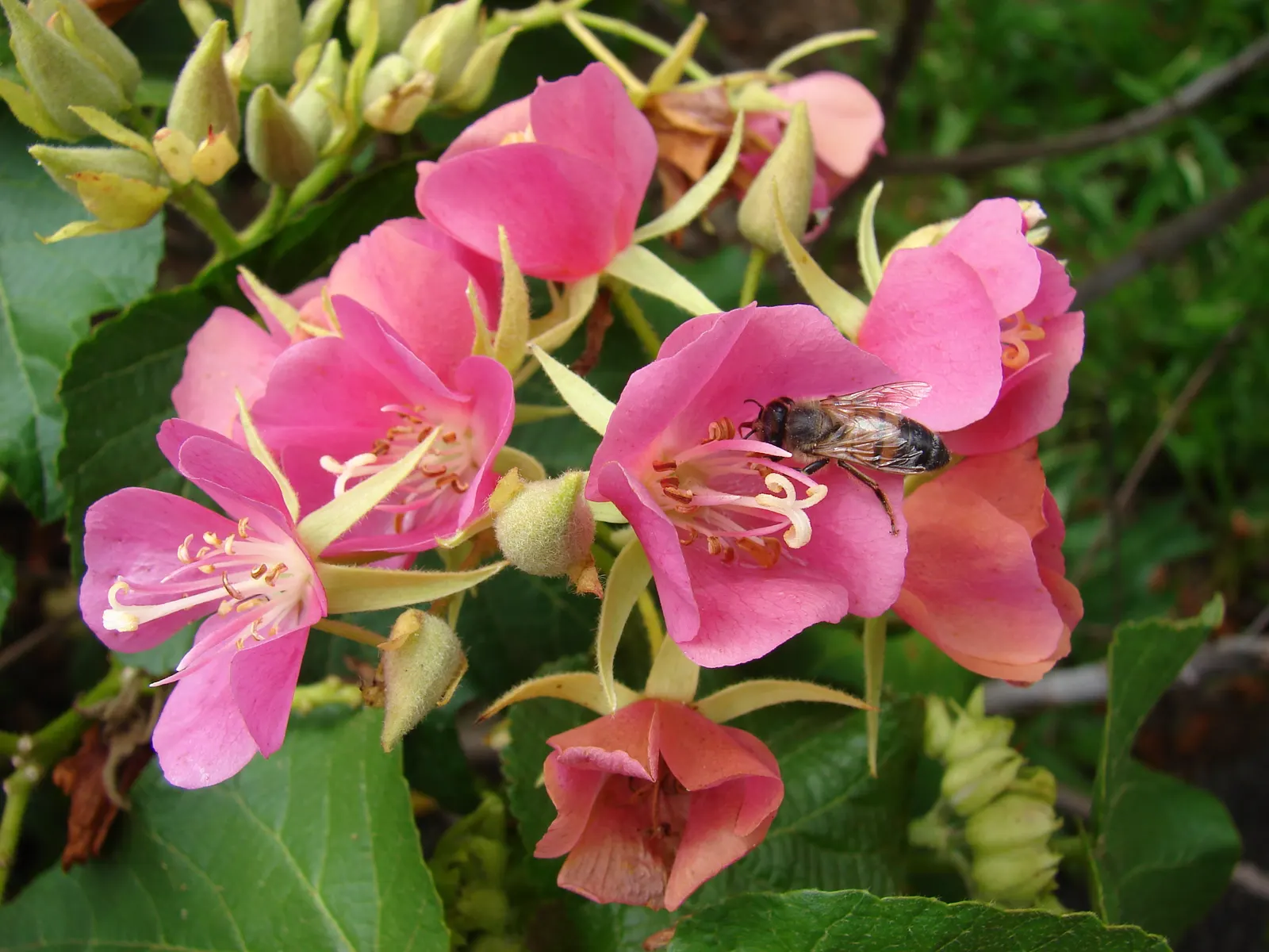 Pink Ball Tree (Dombeya Wallichii) — commonly referred to as the Pink Ball Tree; this specimen demands full sun to partial shade and thrives in, image 91