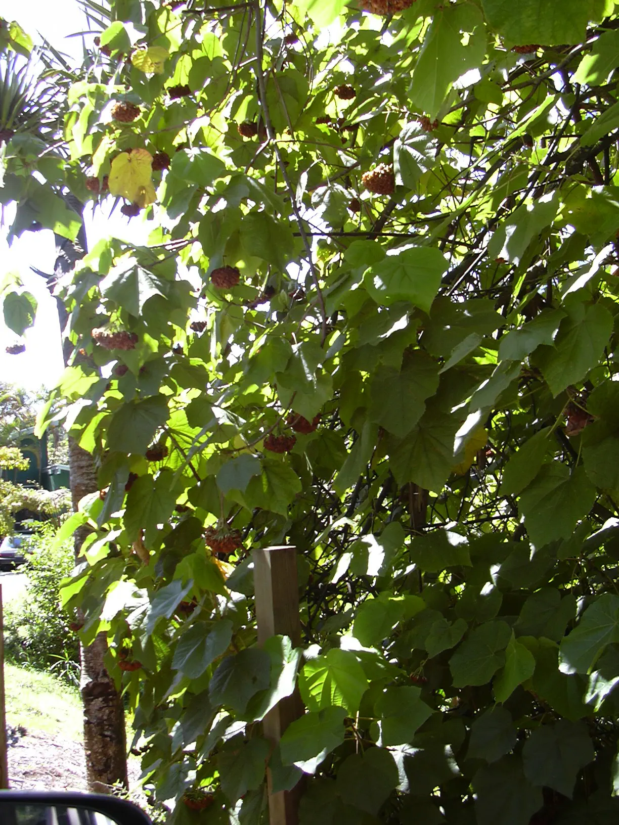Pink Ball Tree (Dombeya Wallichii) — Growing 15-20 feet in height; these leaves are a deep green hue that contrasts beautifully against the showy, image 86