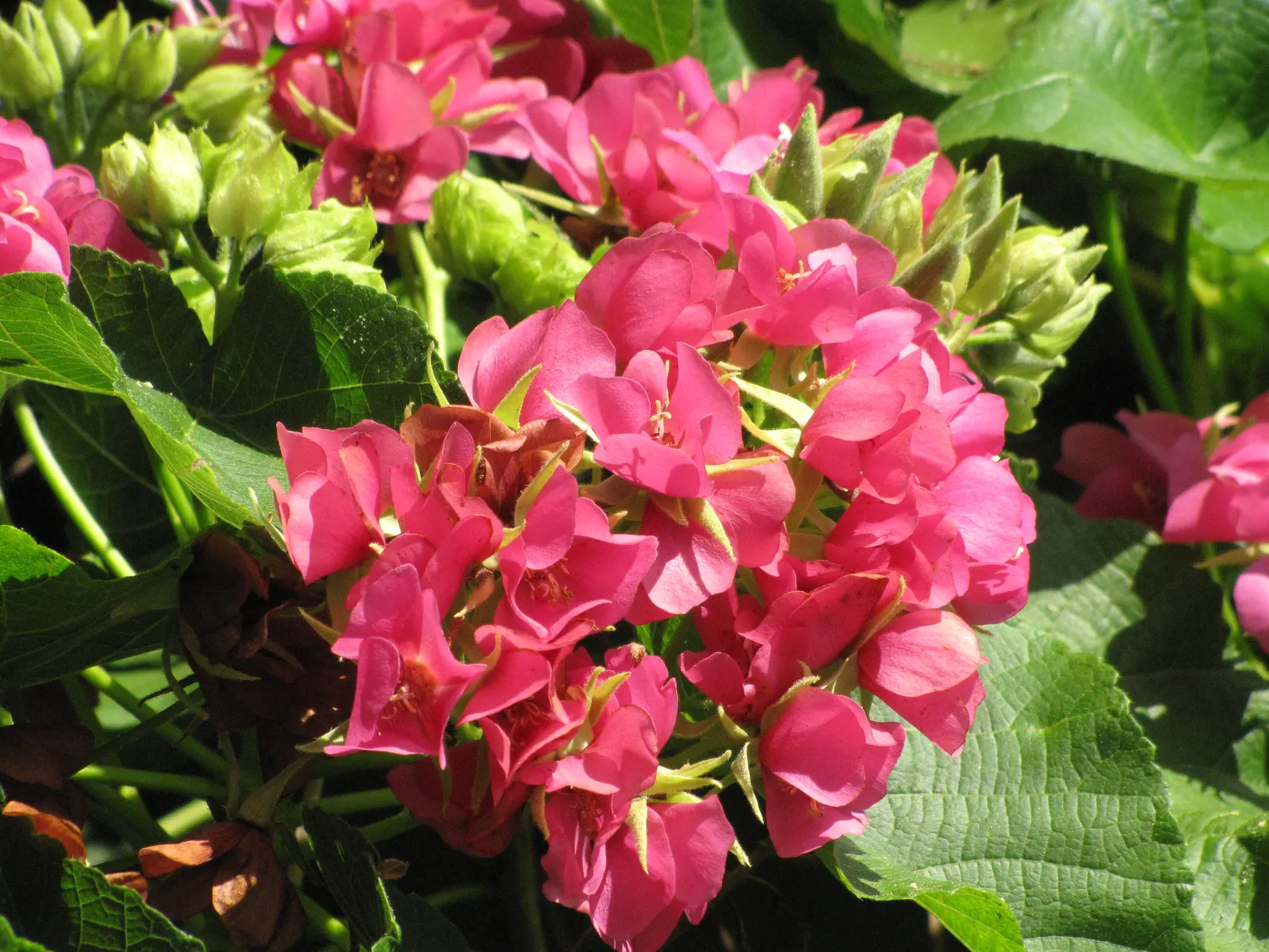 Pink Ball Tree (Dombeya Wallichii) — tree with pink blooms; these leaves are a deep green hue that contrasts beautifully against the showy clusters, image 83