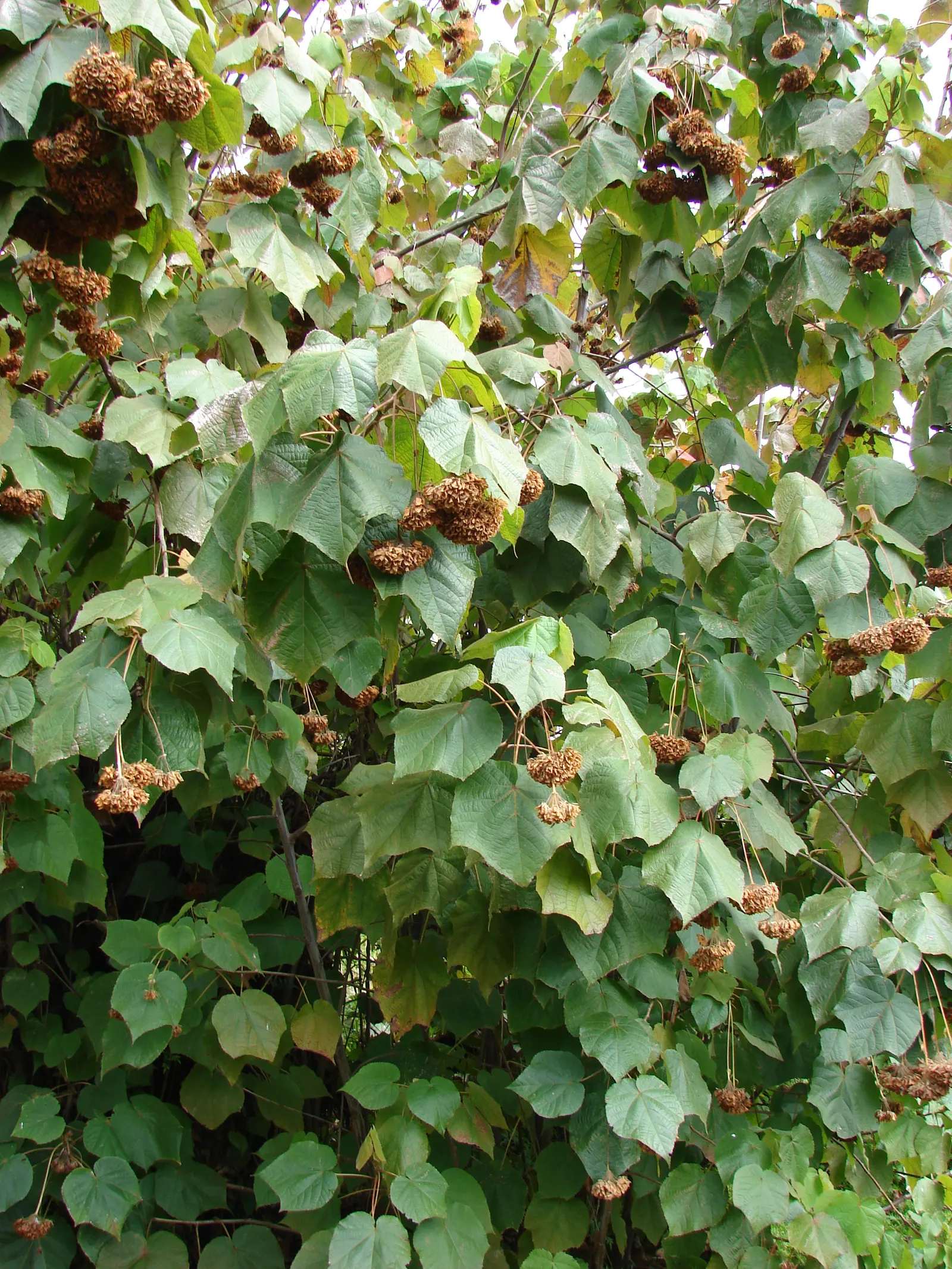 Pink Ball Tree (Dombeya Wallichii) — Well-drained soil is essential to prevent root rot; adding a touch of tropical elegance to the garden setting, image 57
