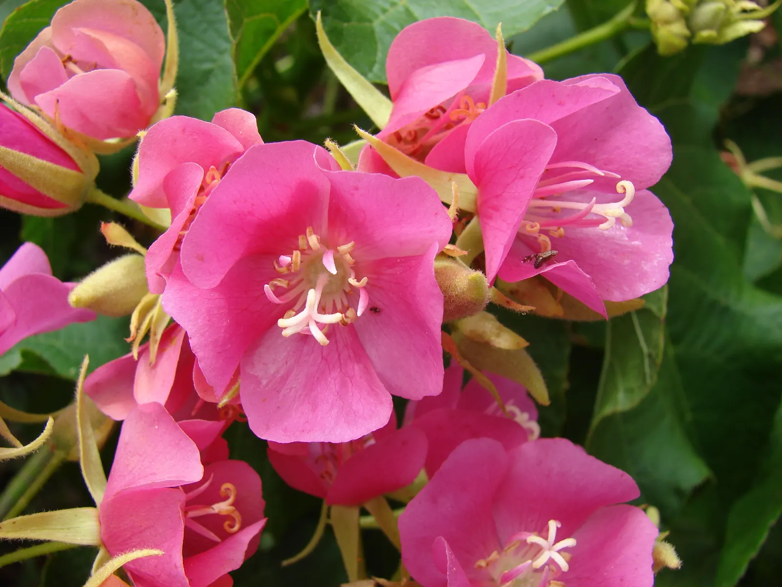 Pink Ball Tree (Dombeya Wallichii) — it features heart-shaped leaves and prolific pink blooms resembling hydrangeas that appear in winter; adding a, image 66