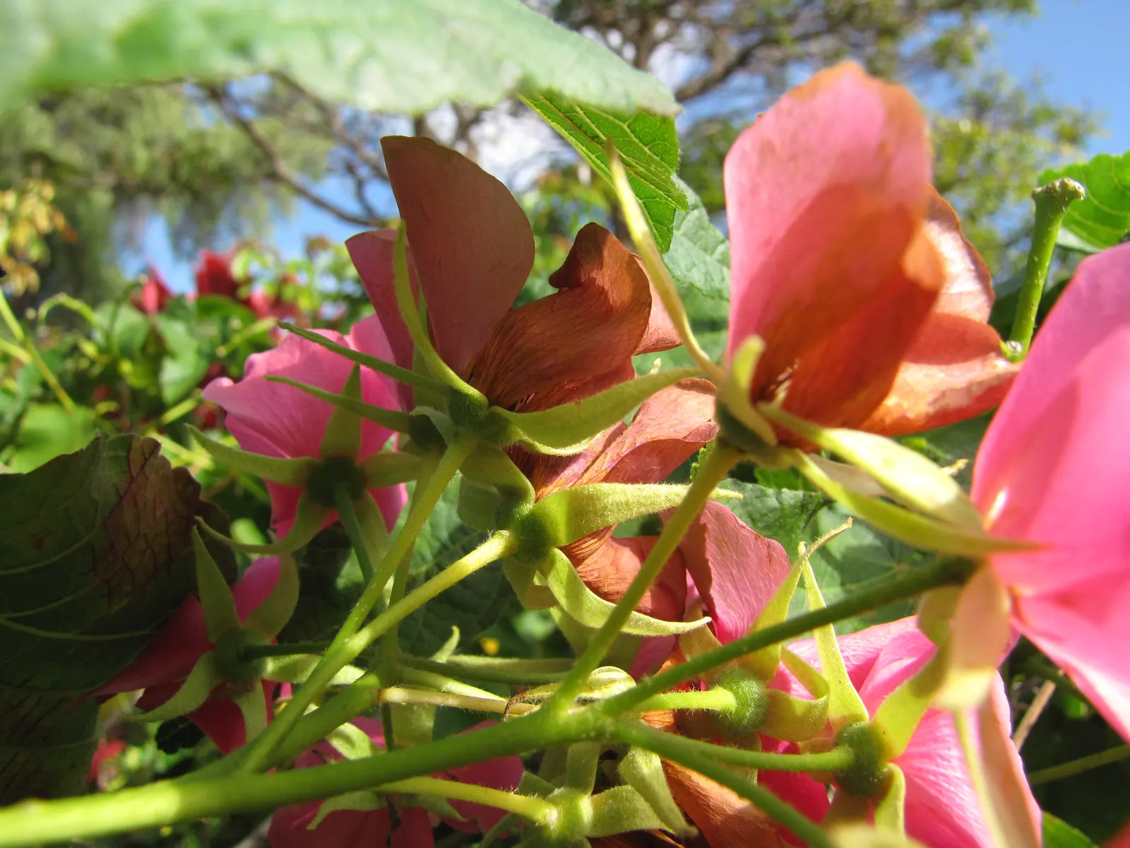 Pink Ball Tree (Dombeya Wallichii) — requiring moderate watering; these leaves are a deep green hue that contrasts beautifully against the showy, image 77