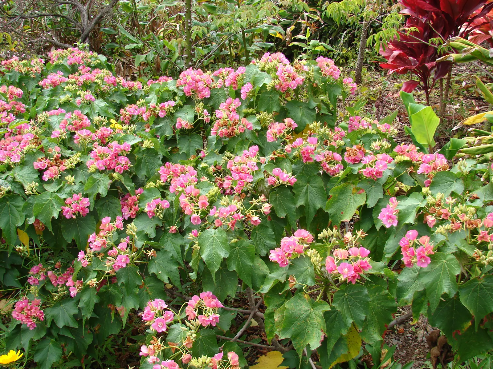 Pink Ball Tree (Dombeya Wallichii) — It's ideal for creating focal points in gardens due to its striking flowers and pleasant fragrance; these, image 47
