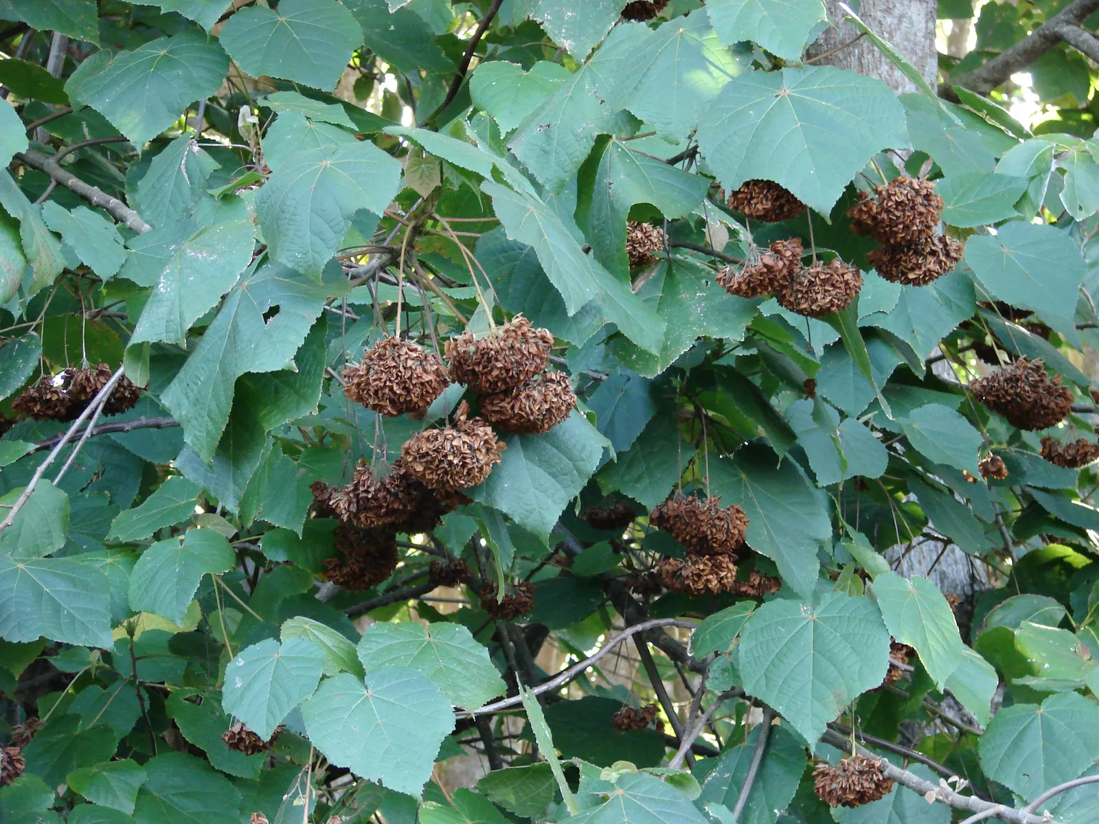 Pink Ball Tree (Dombeya Wallichii) — pink flowers in the garden; this specimen demands full sun to partial shade and thrives in USDA zones 9-11, image 82