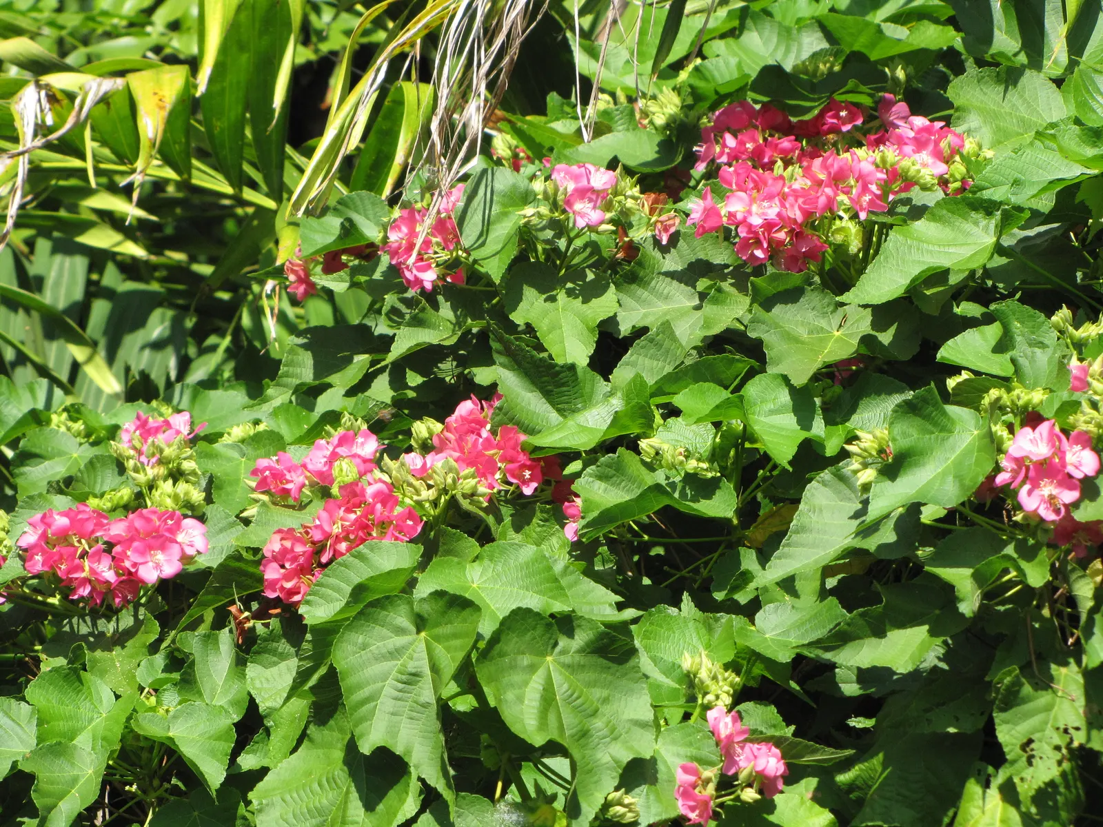Pink Ball Tree (Dombeya Wallichii) — These leaves are a deep green hue that contrasts beautifully against the showy clusters of flowers, image 74