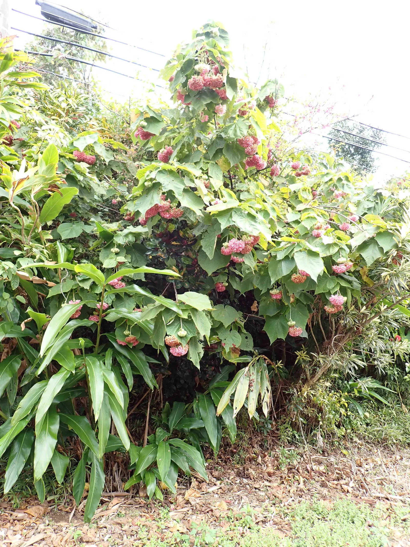 Pink Ball Tree (Dombeya Wallichii) — though it requires well-drained soil to flourish
