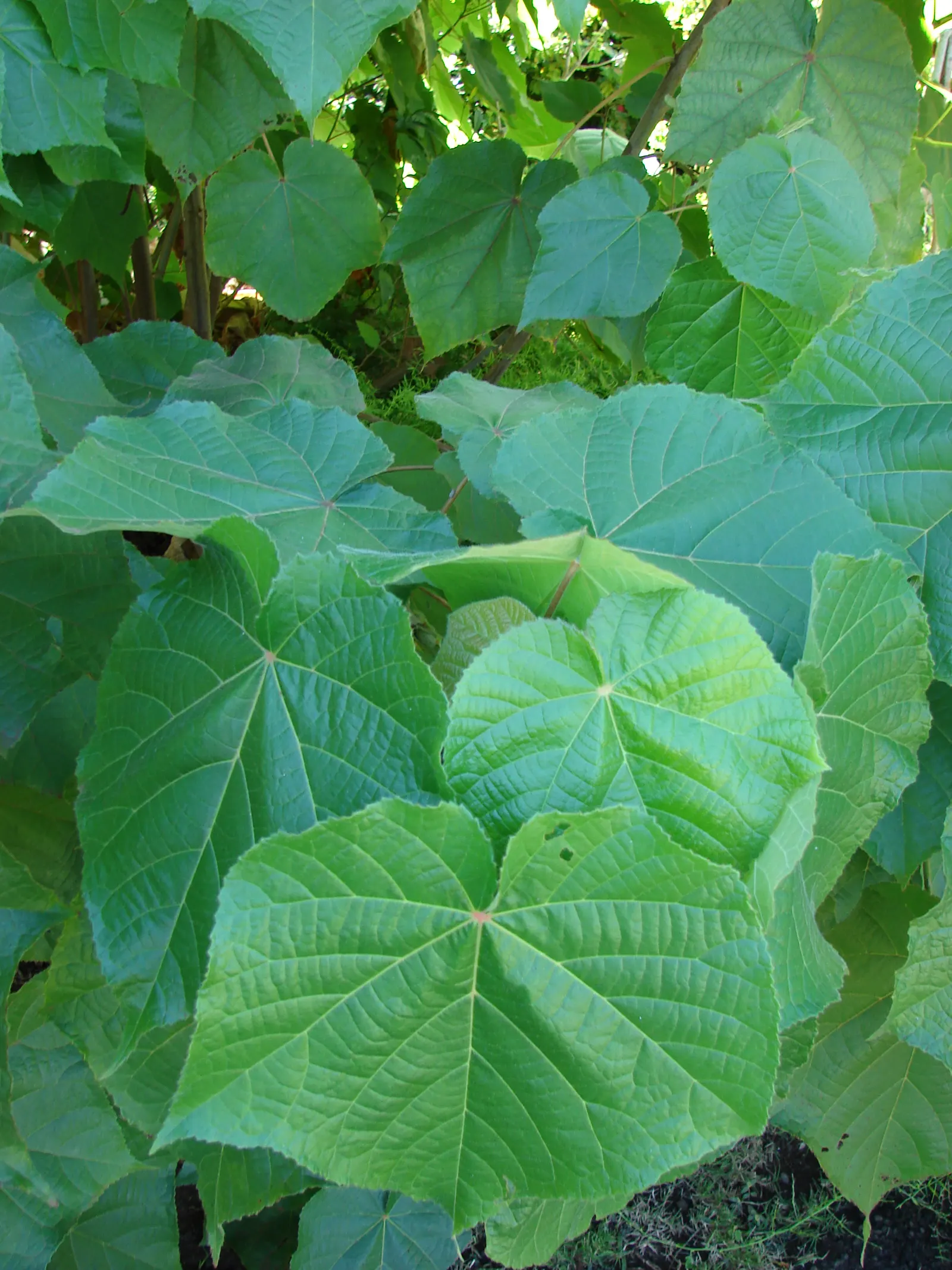 Pink Ball Tree (Dombeya Wallichii) — It can create an attractive focal point or be used to line pathways; these leaves are a deep green hue that, image 80