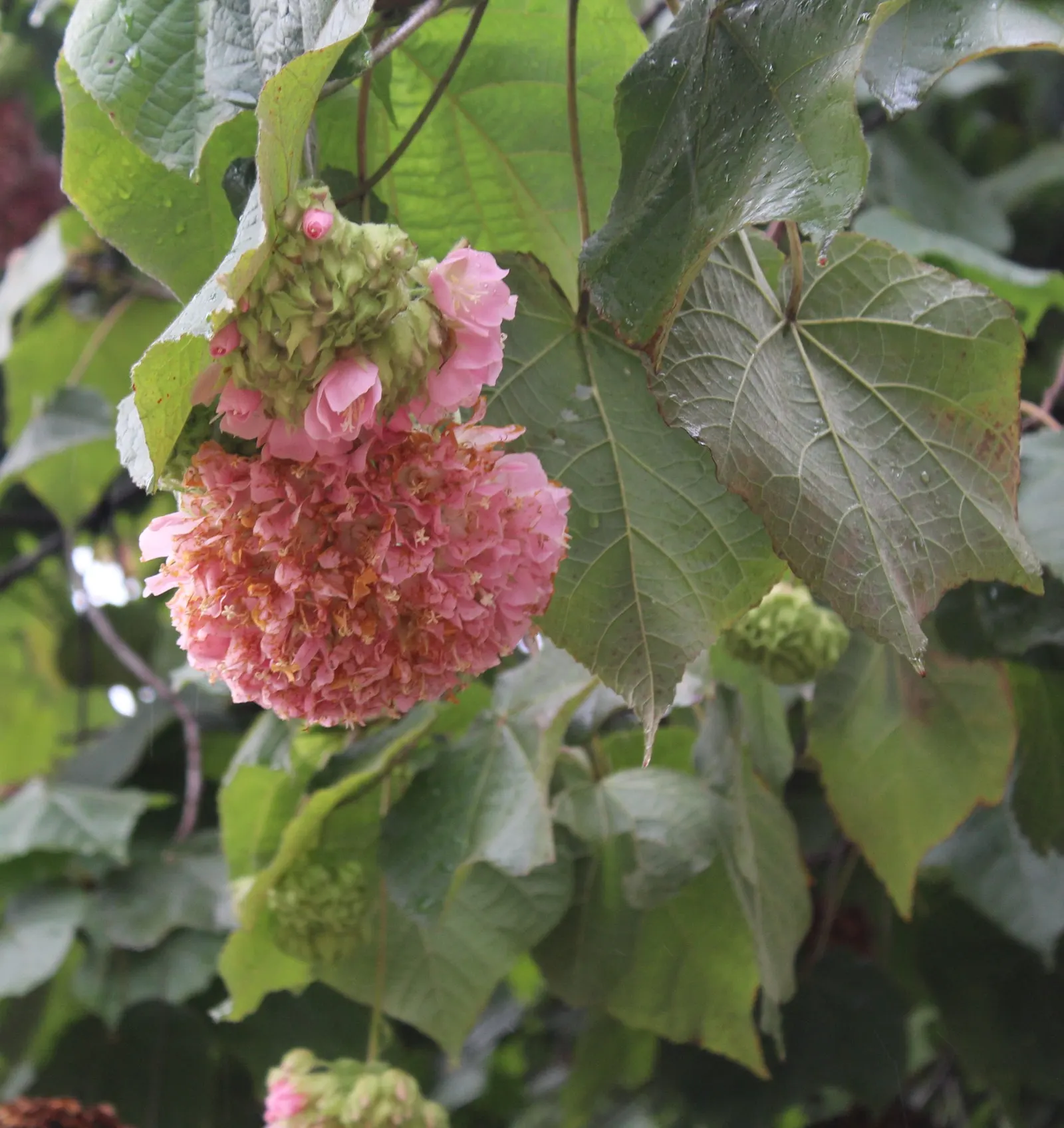 Pink Ball Tree (Dombeya Wallichii) — the Dombeya wallichii should be given space to flourish and not be crowded by other large plants
