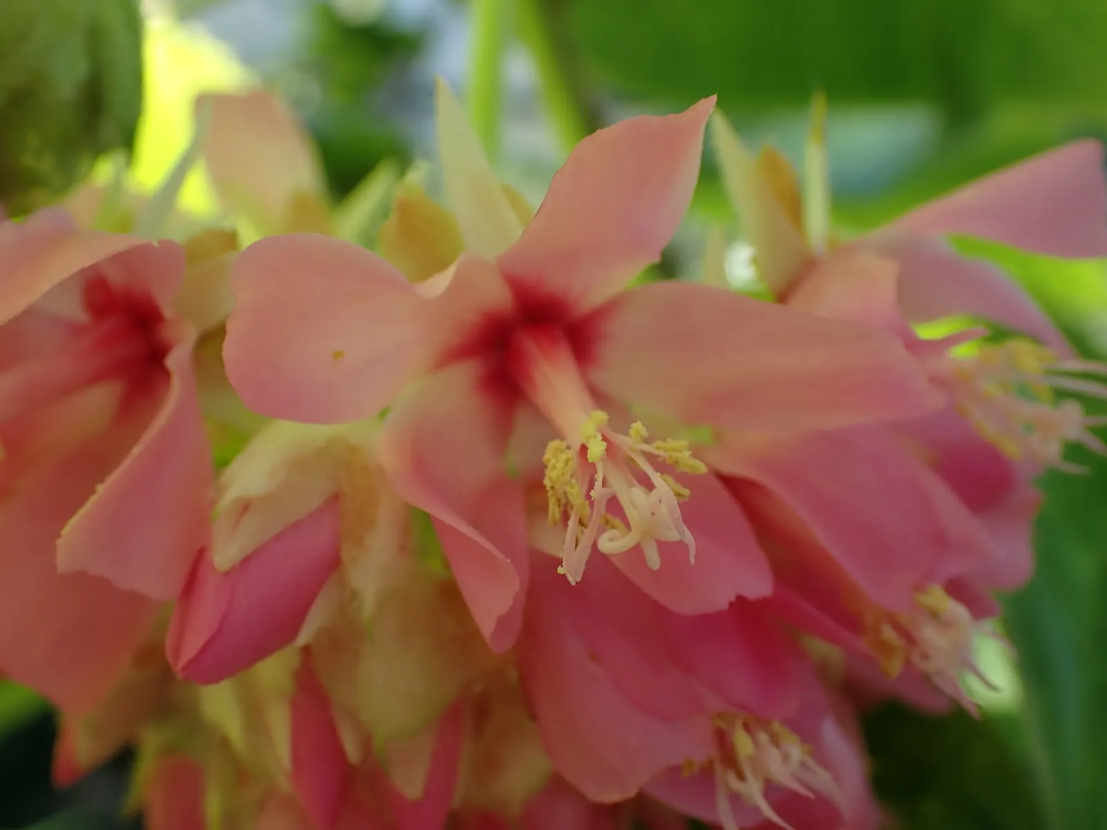 Pink Ball Tree (Dombeya Wallichii) — This specimen demands full sun to partial shade and thrives in USDA zones 9-11