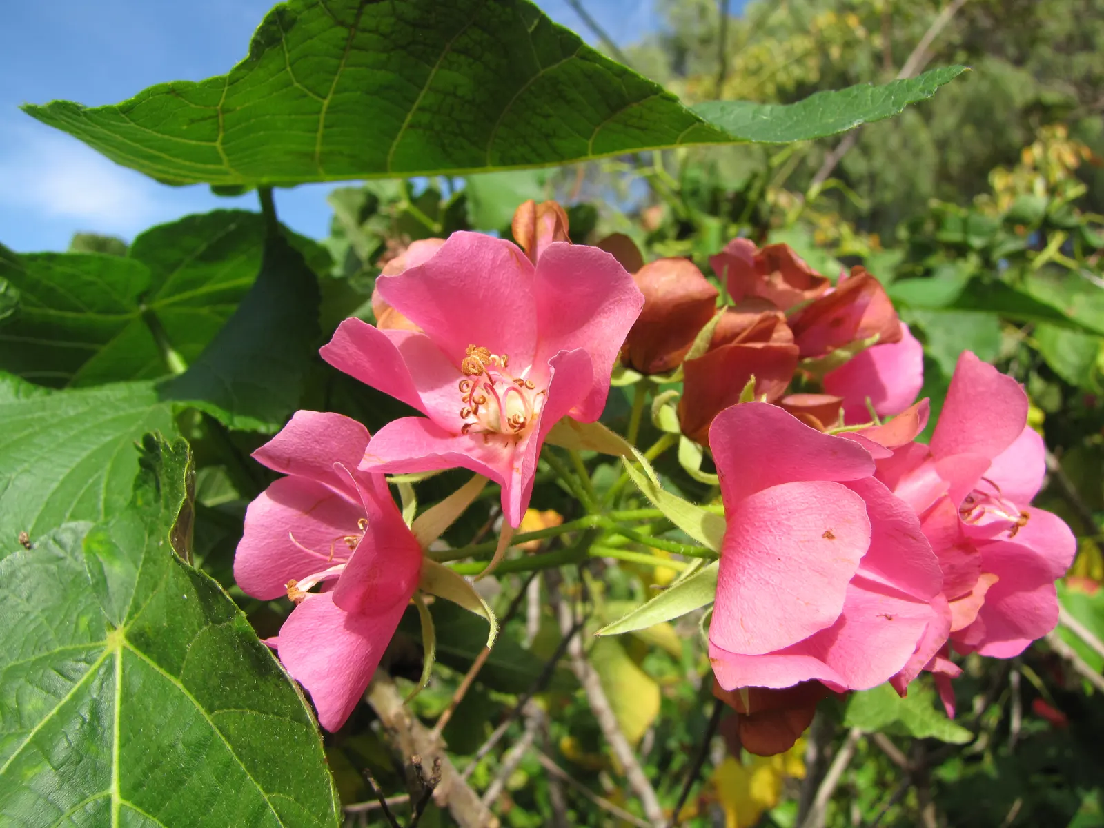 Pink Ball Tree (Dombeya Wallichii) — These striking blossoms appear in the late fall and early winter; this specimen demands full sun to partial, image 76