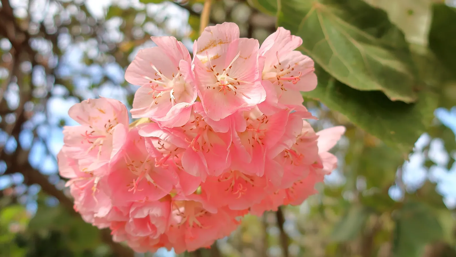 Pink Ball Tree (Dombeya Wallichii) — commonly referred to as the Pink Ball Tree