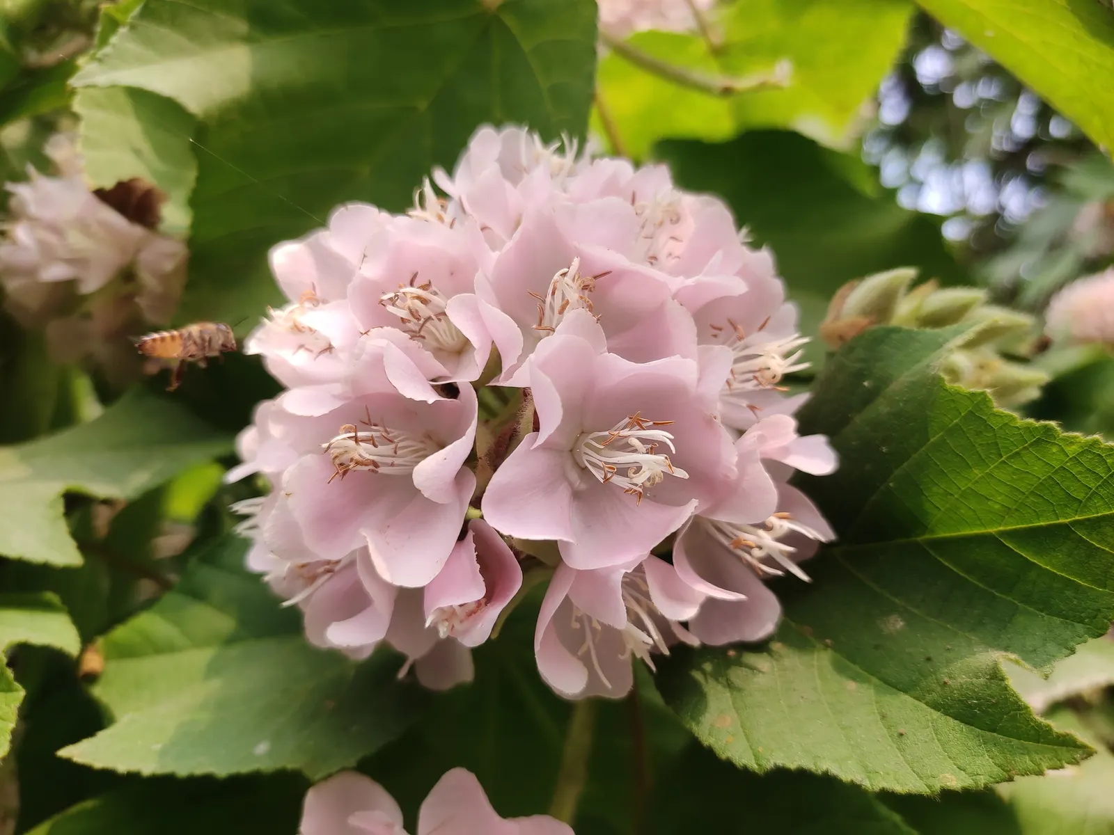 Pink Ball Tree (Dombeya Wallichii) — presents an opulent display that could serve as an ornamental centerpiece in any garden design