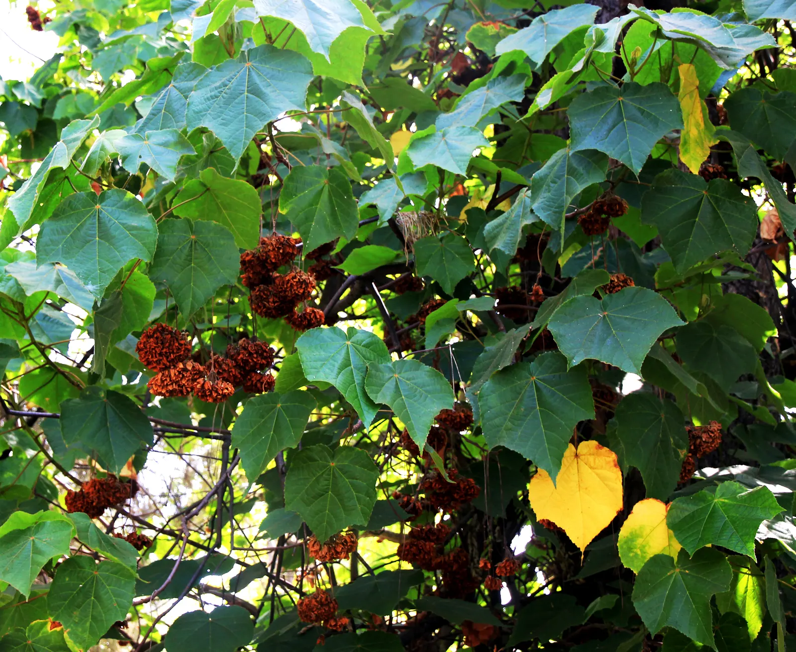 Pink Ball Tree (Dombeya Wallichii) — These striking blossoms appear in the late fall and early winter