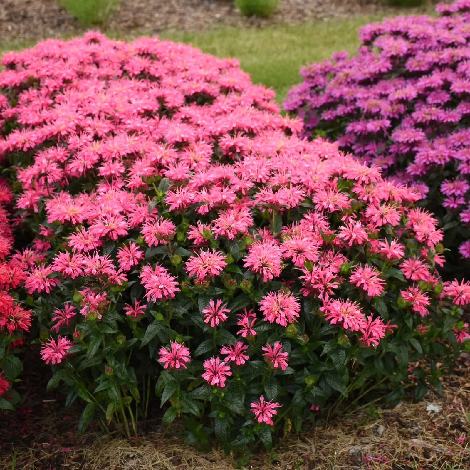 'Pink Chenille' Bee Balm (Monarda hybrid) — The Monarda hybrid 'Pink Chenille' is a compact bee balm with fragrant