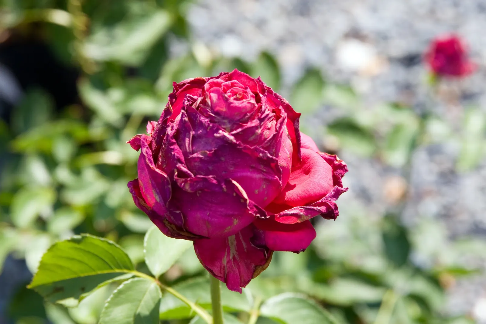 Toro Or Uncle Joe Hybrid Tea Rose (Rosa 'Toro') — velvety crimson blooms with a high-centered form