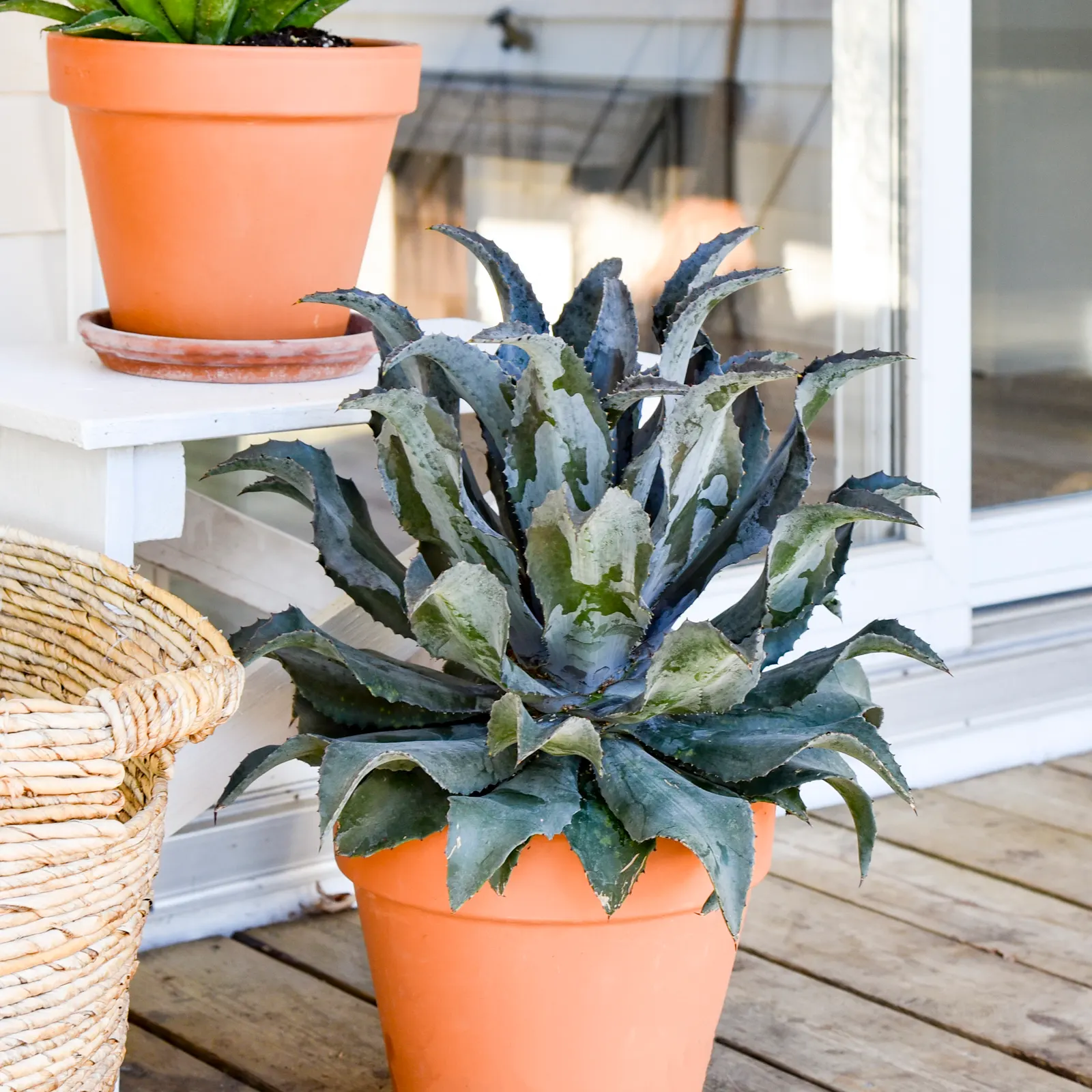 'Night Owl' Mangave (Mangave hybrid) — is a dramatic succulent annual from the Proven Winners® collection