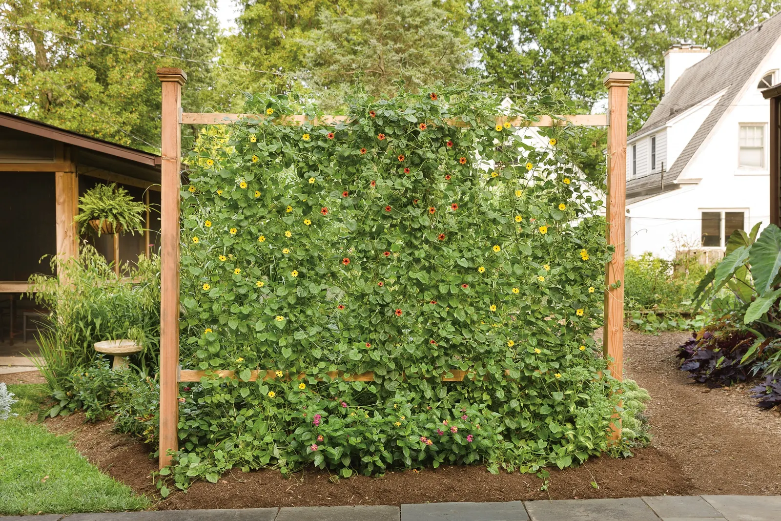 Lemon A-Peel® Black-Eyed Susan Vine (Thunbergia alata) — No deadheading is necessary