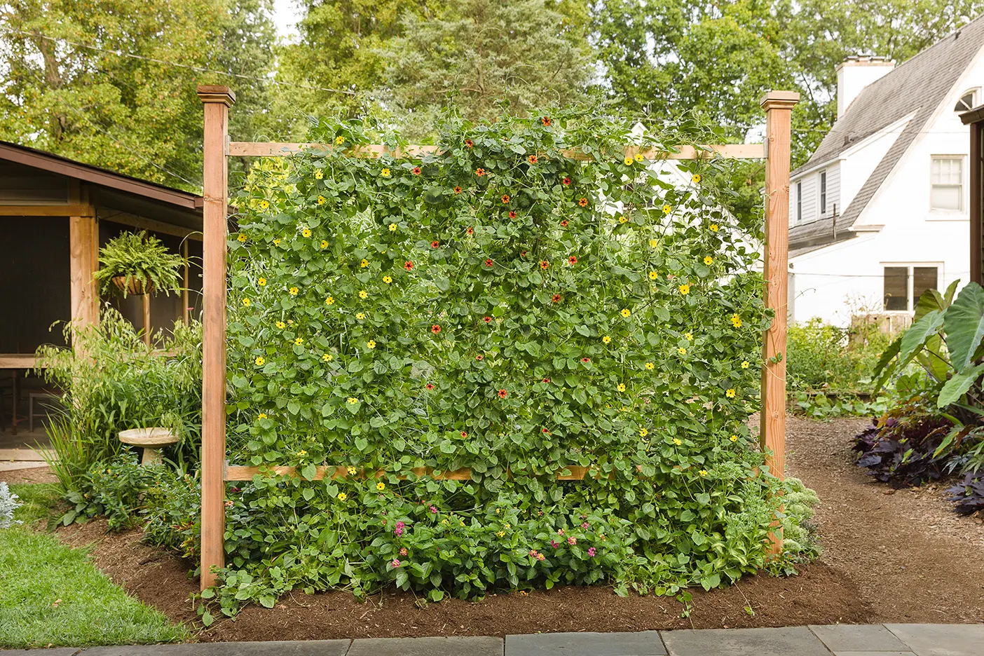 Lemon A-Peel® Black-Eyed Susan Vine (Thunbergia alata) — Proven Winners - Lemon A-Peel® - Black-Eyed Susan Vine - Thunbergia alata yellow plant details