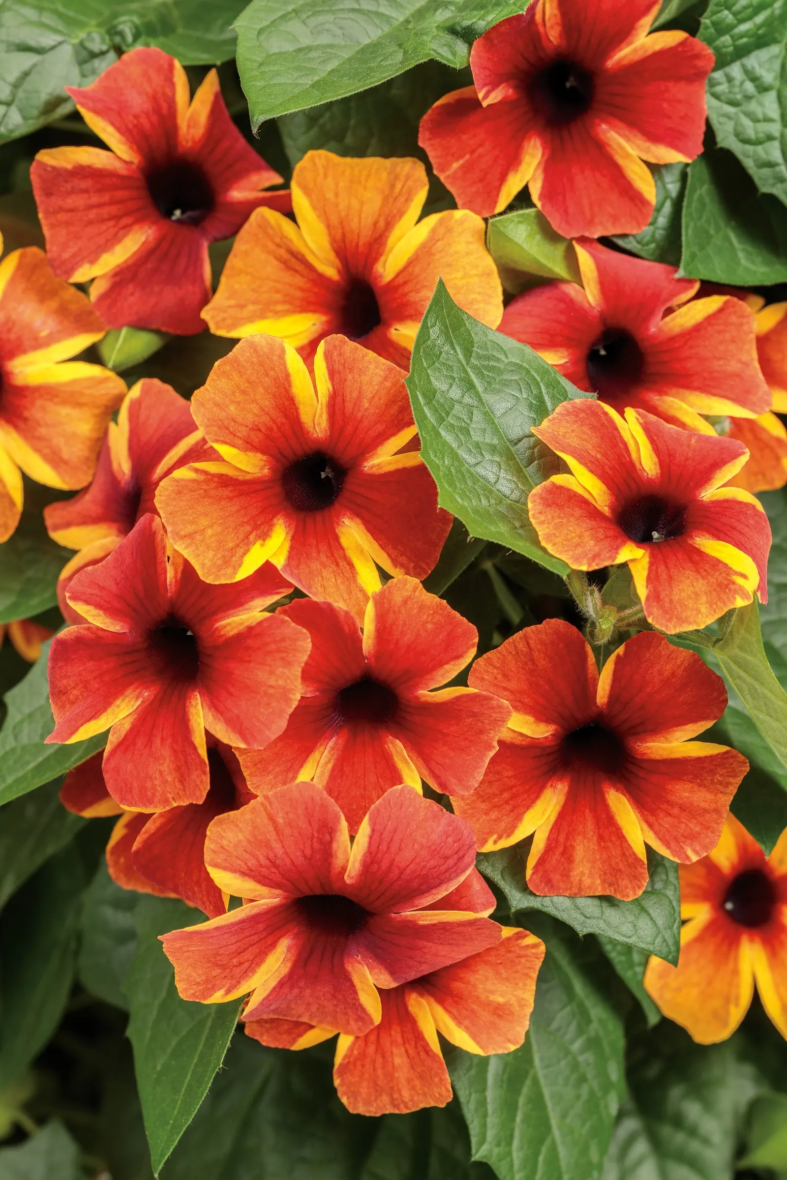 Tangerine Slice A-Peel® Black-eyed Susan Vine (Thunbergia alata) — twining upward with ease while softening structures with lush leaves and, image 85