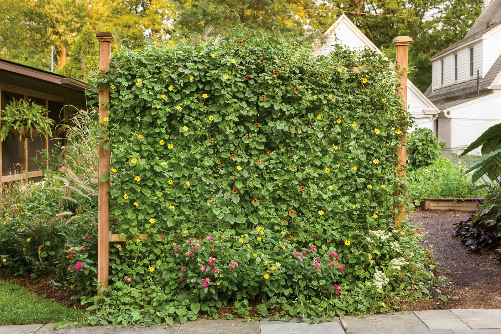 Lemon A-Peel® Black-Eyed Susan Vine (Thunbergia alata) — This annual vine, will give you color all summer long, while climbing happily up whatever support you