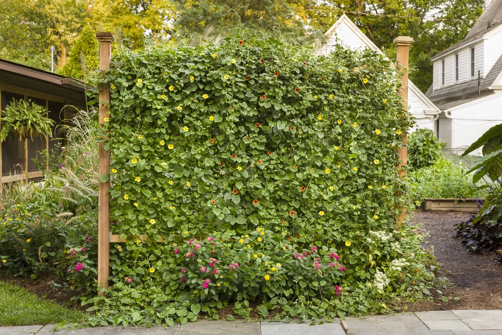 Lemon A-Peel® Black-Eyed Susan Vine (Thunbergia alata) — information and resources