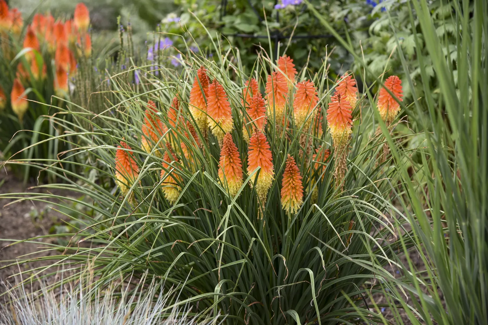 'Backdraft' Red Hot Poker (Kniphofia hybrid) — The Kniphofia hybrid 'Backdraft'
