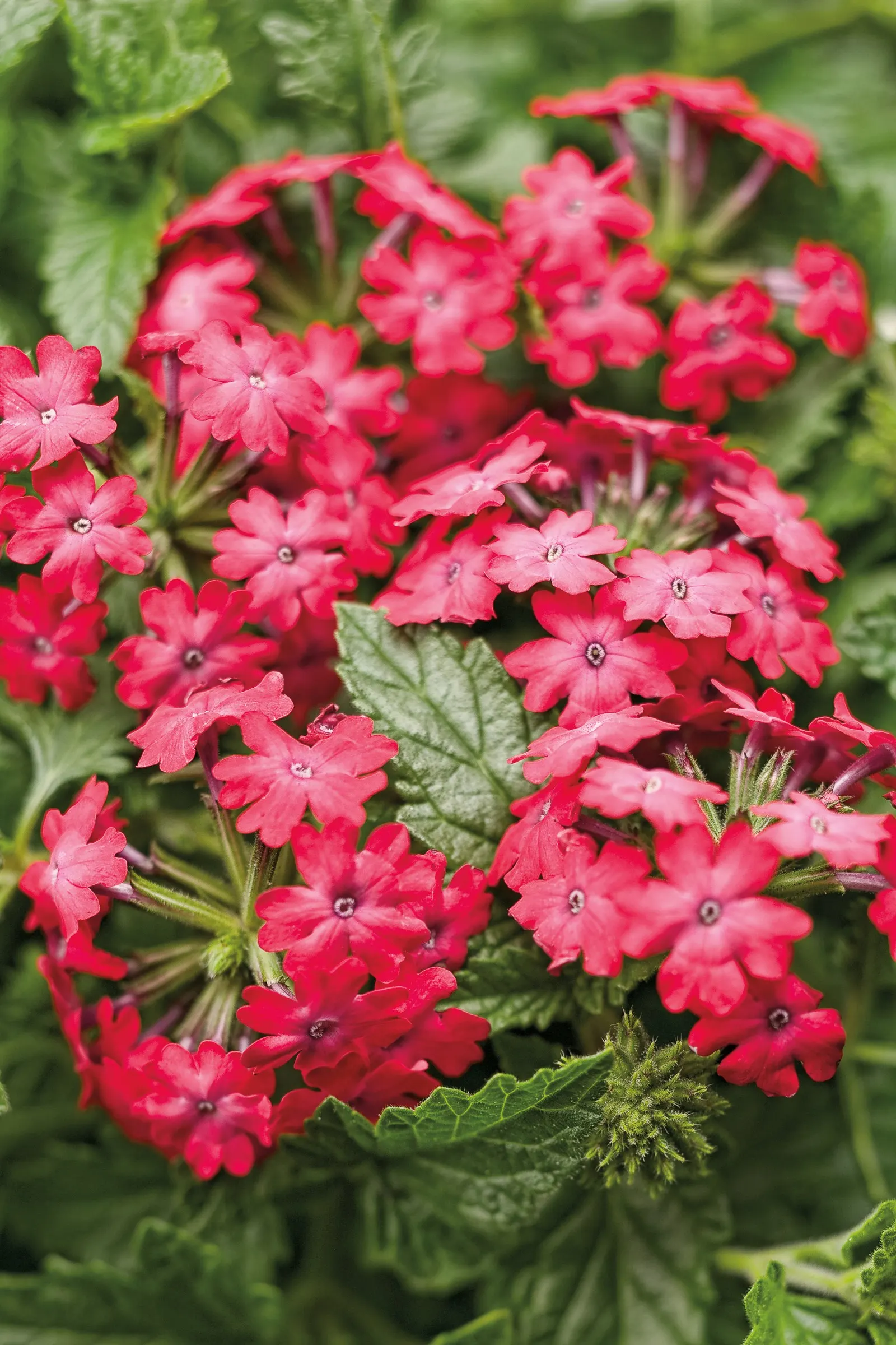 Iced Cherry Verbena — Superbena are our most vigorous, heat tolerant flowering annual and mildew tolerant series