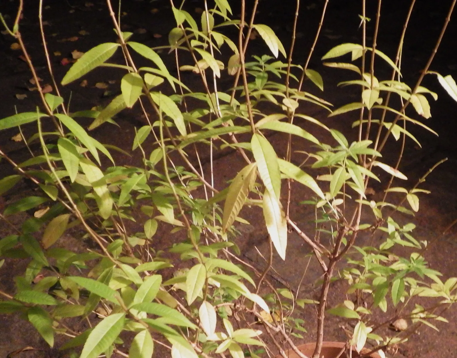 Lemon Verbena (Aloysia Triphylla) — lance-shaped leaves are deciduous