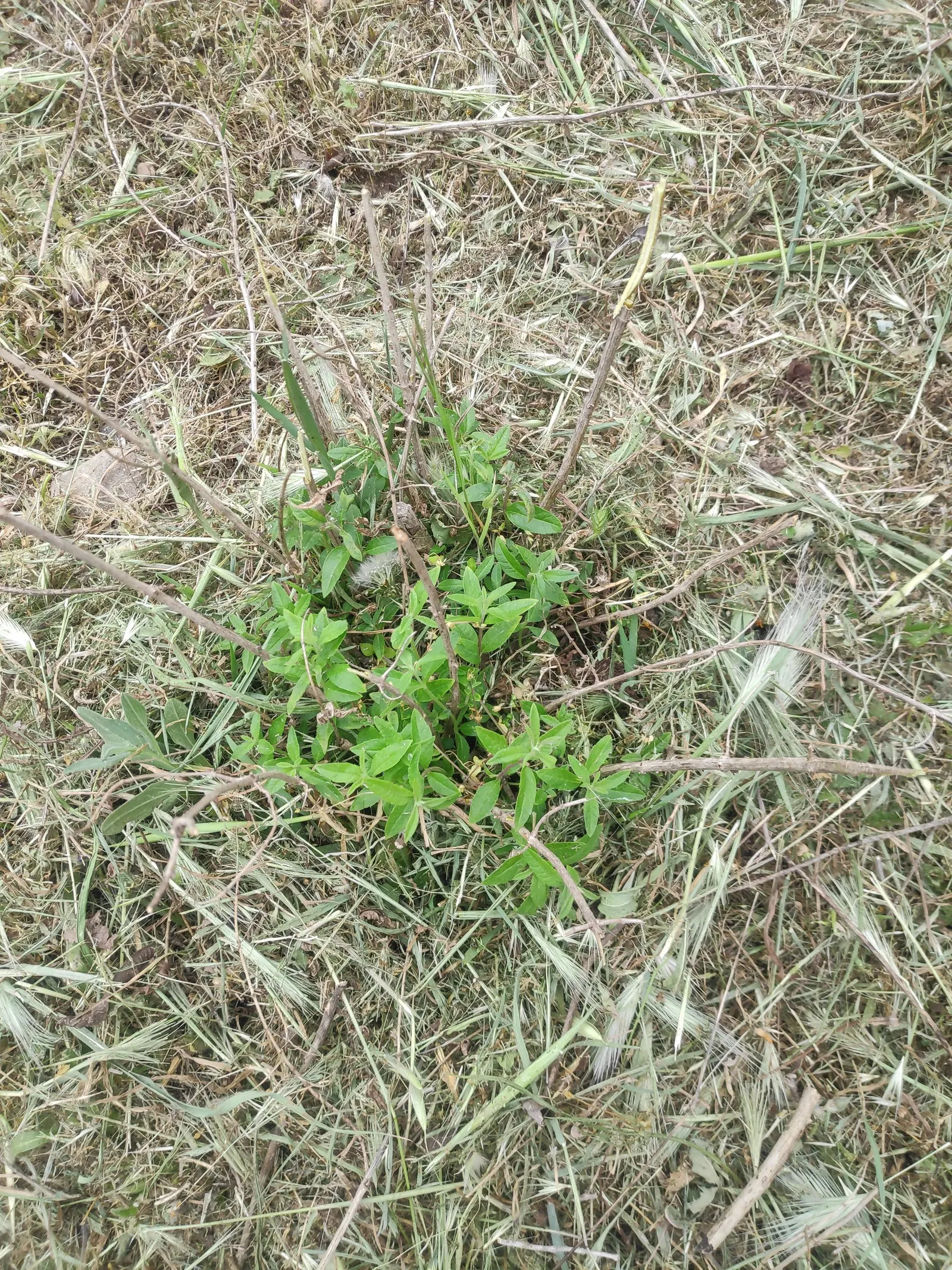 Lemon Verbena (Aloysia Triphylla) — Utilized in garden beds for its aromatic foliage, it also excels in containers