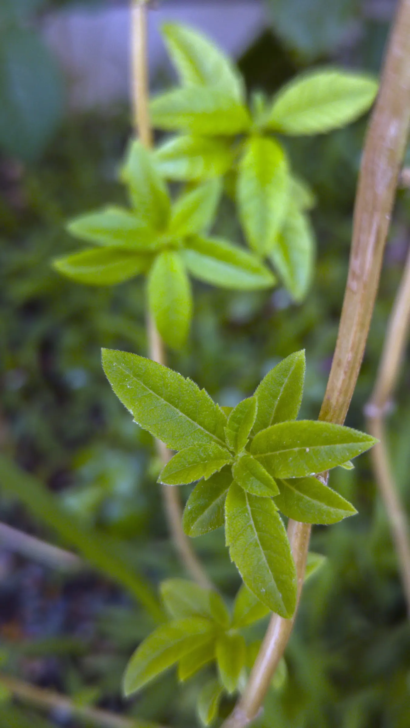 Lemon Verbena (Aloysia Triphylla) — adds a sensory delight to any garden with its lemon-scented foliage; lemon Verbena (Aloysia triphylla) is a perennial herb