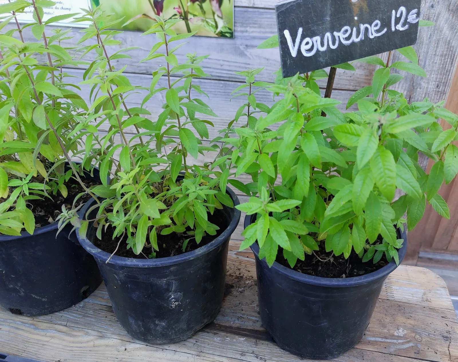 Lemon Verbena (Aloysia Triphylla) — thriving in USDA Hardiness Zones 8-10