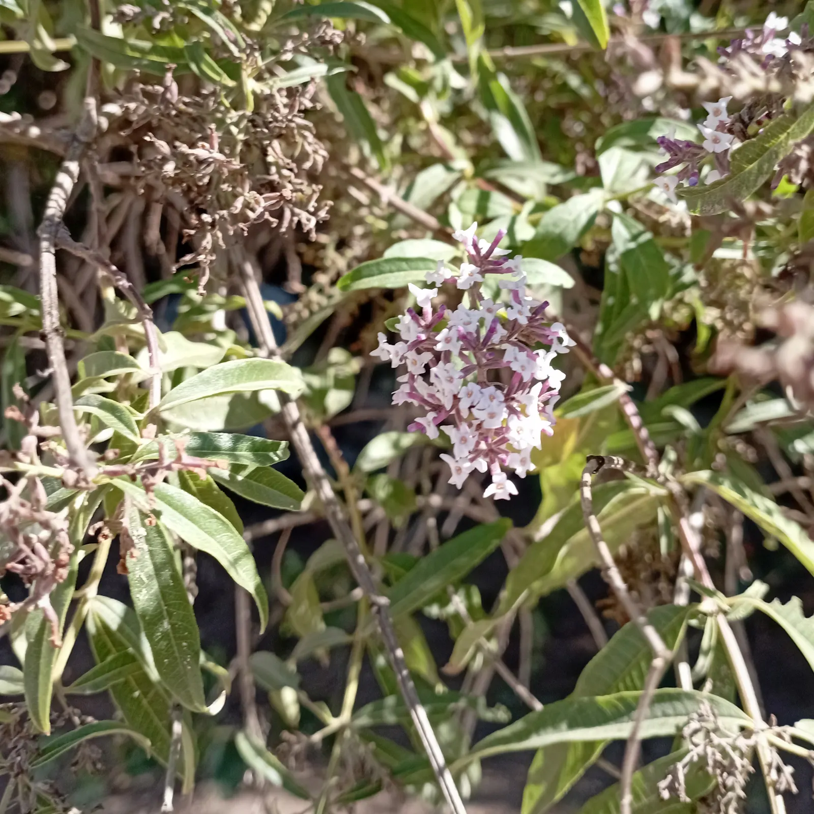 Lemon Verbena (Aloysia Triphylla) — adding an extra layer of enjoyment to the garden experience; reaching up to 6 feet tall and 4 feet wide, it thrives in full