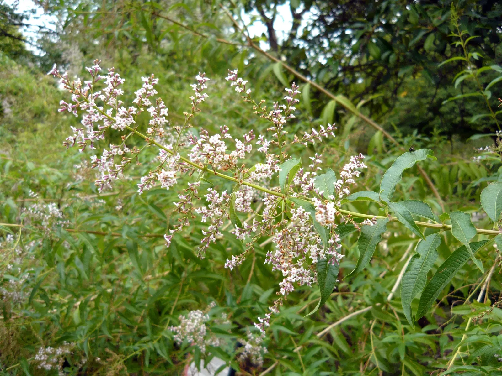 Lemon Verbena (Aloysia Triphylla) — although they are less notable than the plant's foliage; it can reach a mature height of 3 to 6 feet and spread 2 to 4 feet