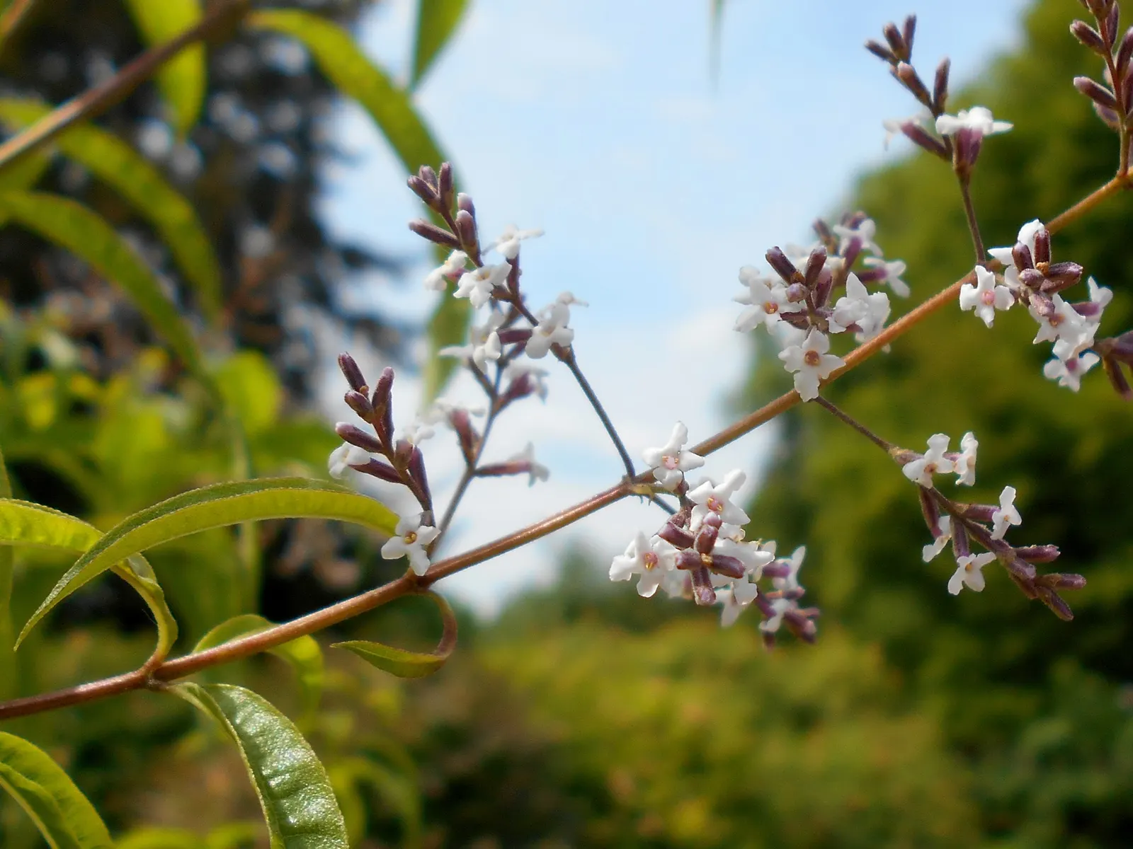 Lemon Verbena (Aloysia Triphylla) — Lemon Verbena (Aloysia triphylla) is a perennial herb prized for its citrus-scented leaves; in colder zones, it's often