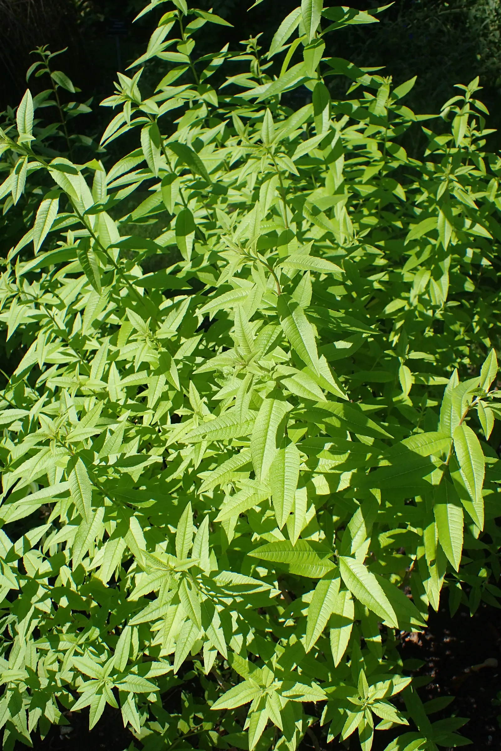 Lemon Verbena (Aloysia Triphylla) — it can reach a mature height of 3 to 6 feet and spread 2 to 4 feet; utilized in garden beds for its aromatic foliage, it